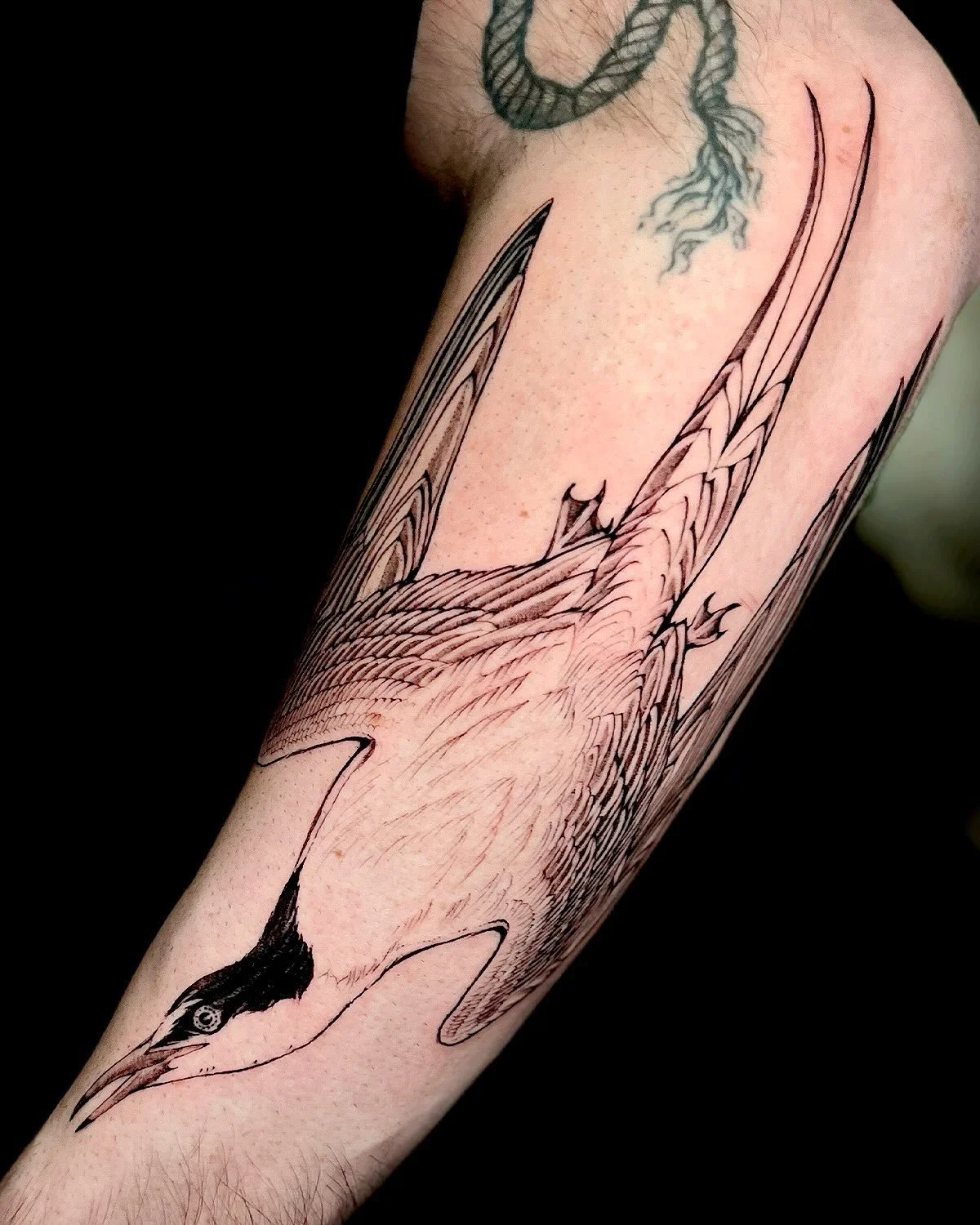 Audubon Tern For Kevin 🖤 one for every year! Thank you so much for gifting me this avian majesty! Loved this beauty &amp; will post another after its hunt :) fish in beak soon to come! 

 #birdtattoo #armtattoo #animaltattoo #terntattoo #sftattoo