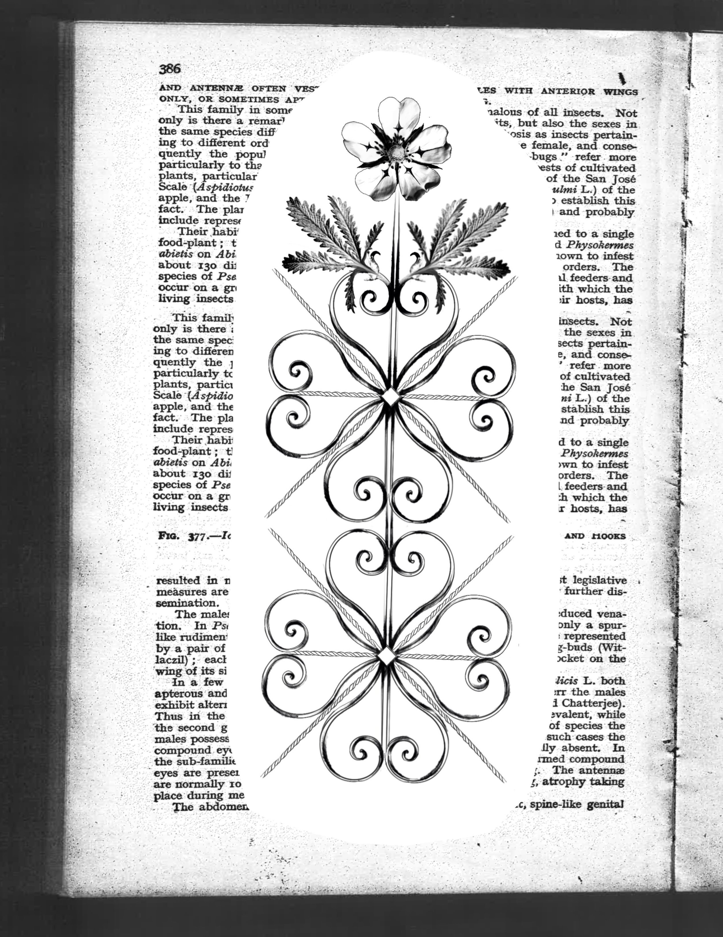 𝑨𝑽𝑨𝑰𝑳𝑨𝑩𝑳𝑬 🌹 WROUGHT WEEDS
A new series! Ft. a twisted Cinquefoil 
Book this flash via link in bio 
 From my captured images of wrought iron gates in San Francisco fused with weeds found around our area, a new series has come forth: WROUGHT 
