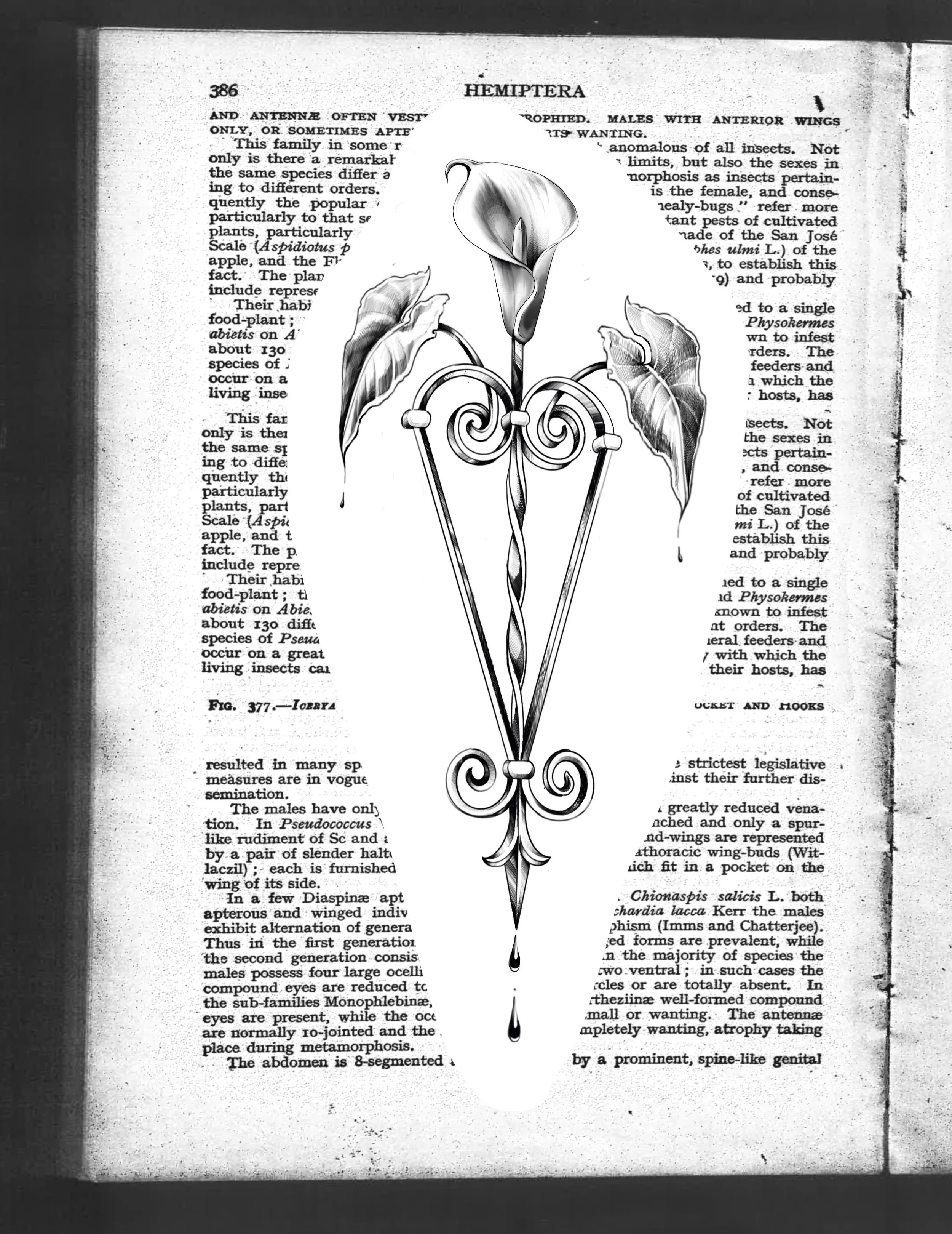 𝑨𝑽𝑨𝑰𝑳𝑨𝑩𝑳𝑬 🌹 WROUGHT WEEDS
A new series! Ft. calla lilly 
Book this flash via link in bio 
 From wrought iron gates in San Francisco fused with weeds found around our area, a new series has come forth: WROUGHT IRON WEEDS. Honestly I was shoc
