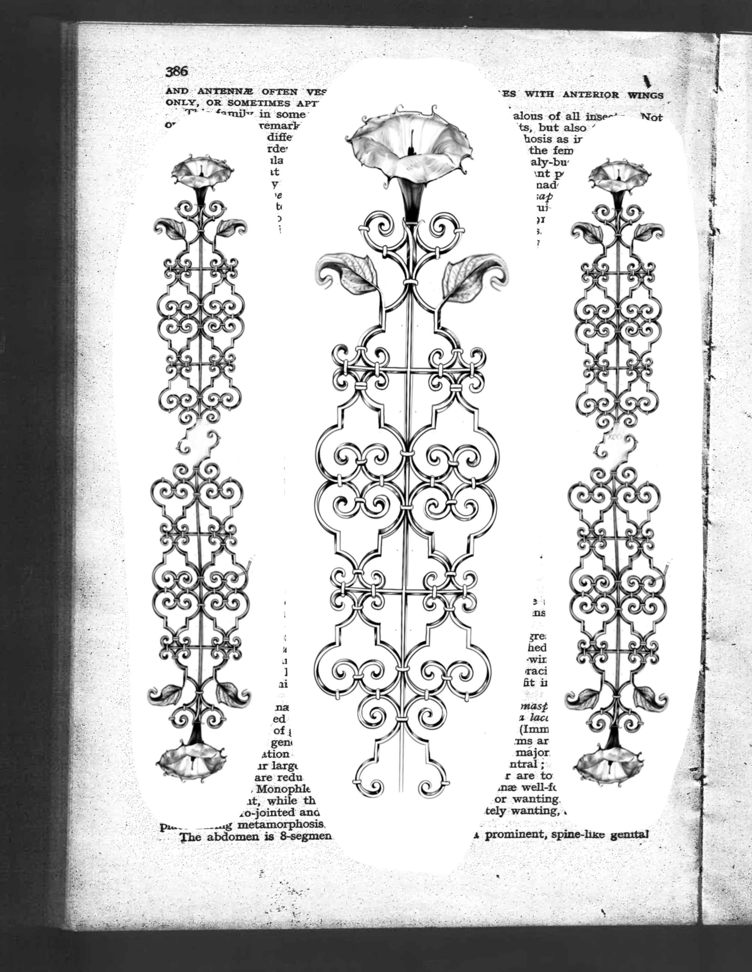 𝑨𝑽𝑨𝑰𝑳𝑨𝑩𝑳𝑬 🌹 WROUGHT WEEDS
A new series! Ft. A pricklyburr 
Book this flash via link in bio 
 From wrought iron gates in San Francisco fused with weeds found around our area, a new series has come forth: WROUGHT IRON WEEDS. 

This is gate is