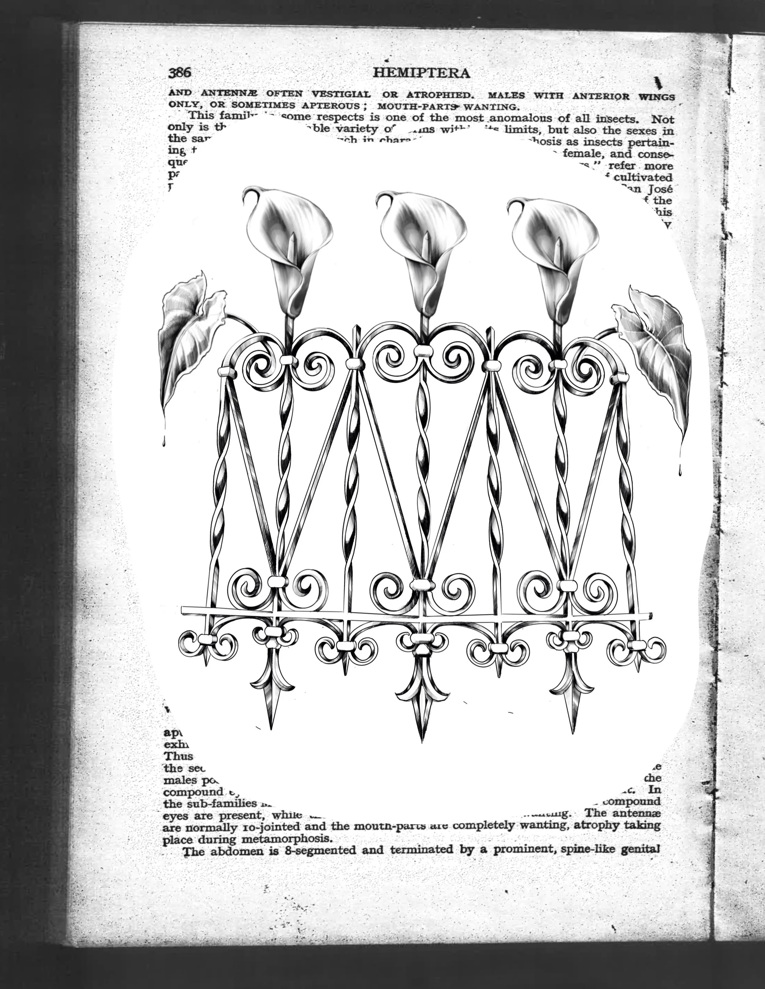 𝑨𝑽𝑨𝑰𝑳𝑨𝑩𝑳𝑬 🌹 WROUGHT WEEDS
A new series! Ft. calla lilly fields
Book this flash via link in bio 
 From wrought iron gates in San Francisco fused with weeds found around our area, a new series has come forth: WROUGHT IRON WEEDS. Honestly I wa