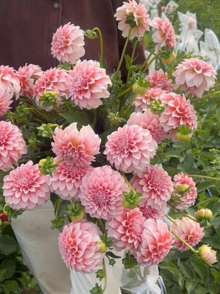 Dahlias, watermelon, and the loml 🤍 it&rsquo;s been a really good summer so far