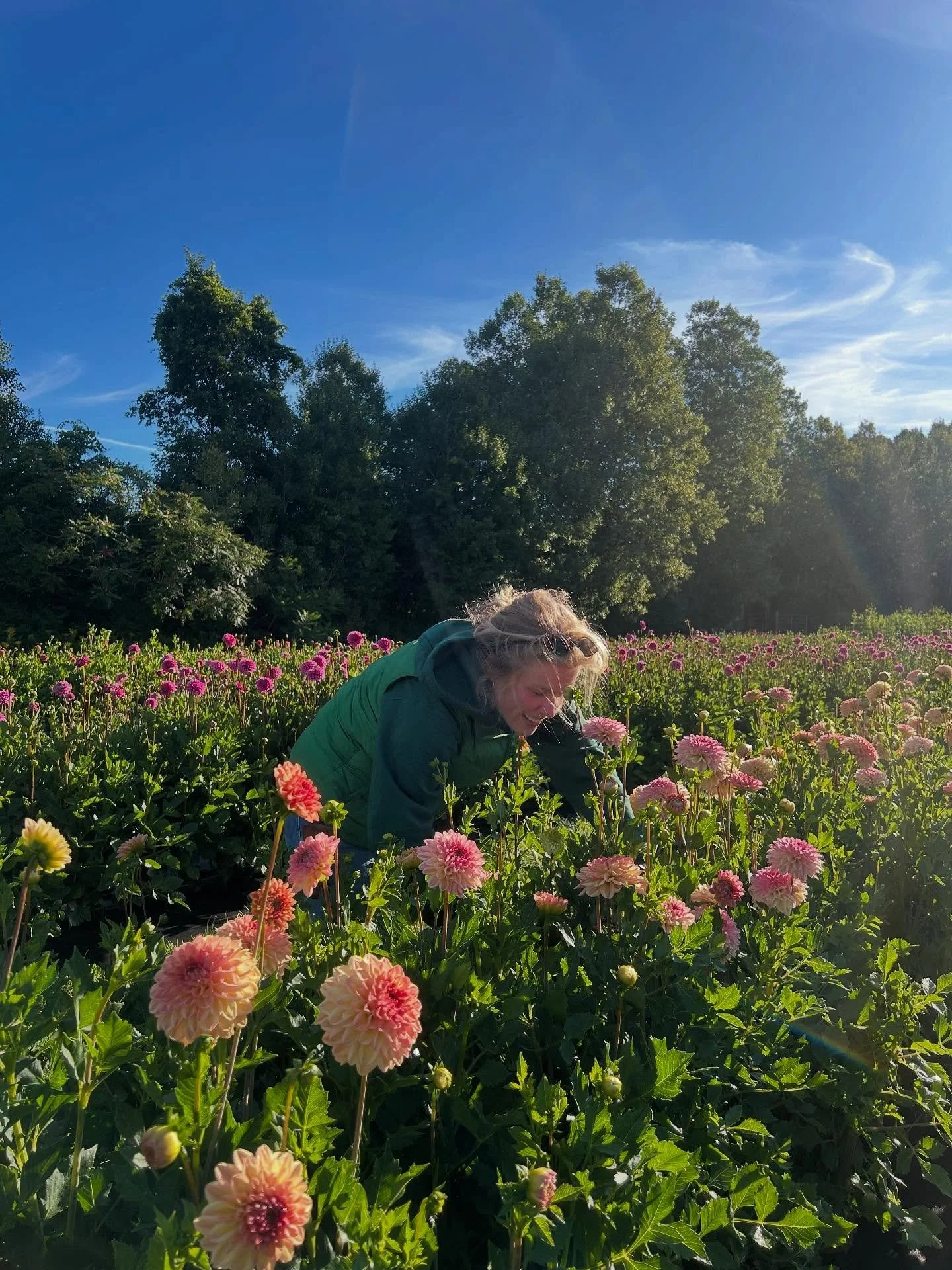 Head first into dahlia season