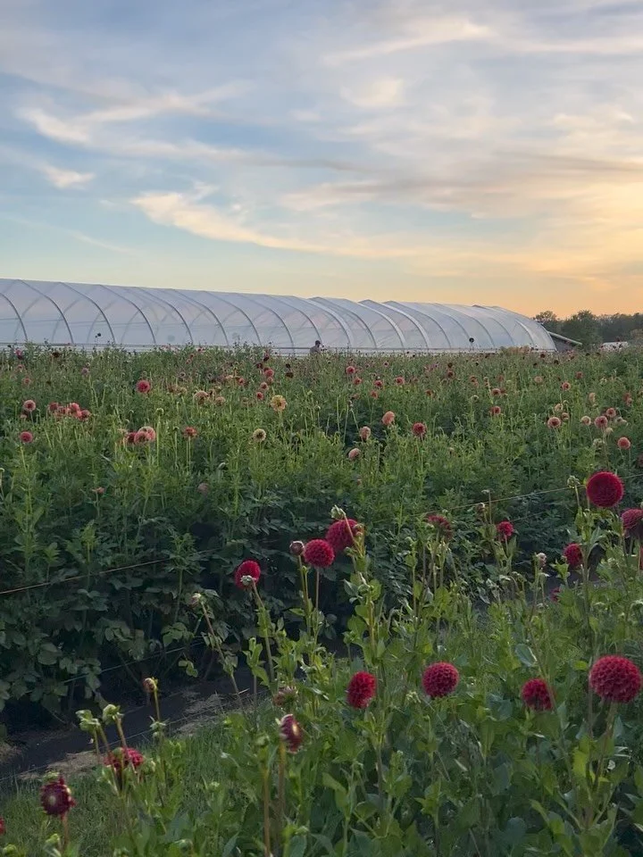I feel so grateful for this piece of land here in Charlotte and everything it&rsquo;s given us this season. We&rsquo;ve been so busy somehow August slipped right past me and here we are in mid September and I&rsquo;m grateful for that too