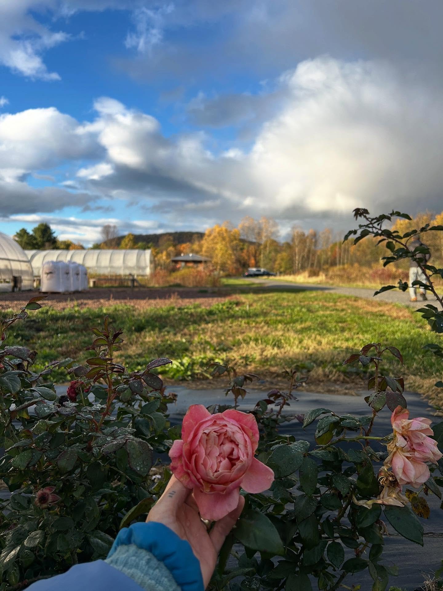 Fall mostly just feels like time is running out. We&rsquo;ve been swamped, and I can never remember to take a photo.

Since I last shared anything with the social world, we&rsquo;ve pulled the dahlias, planted tulips, peonies, and all the other speci