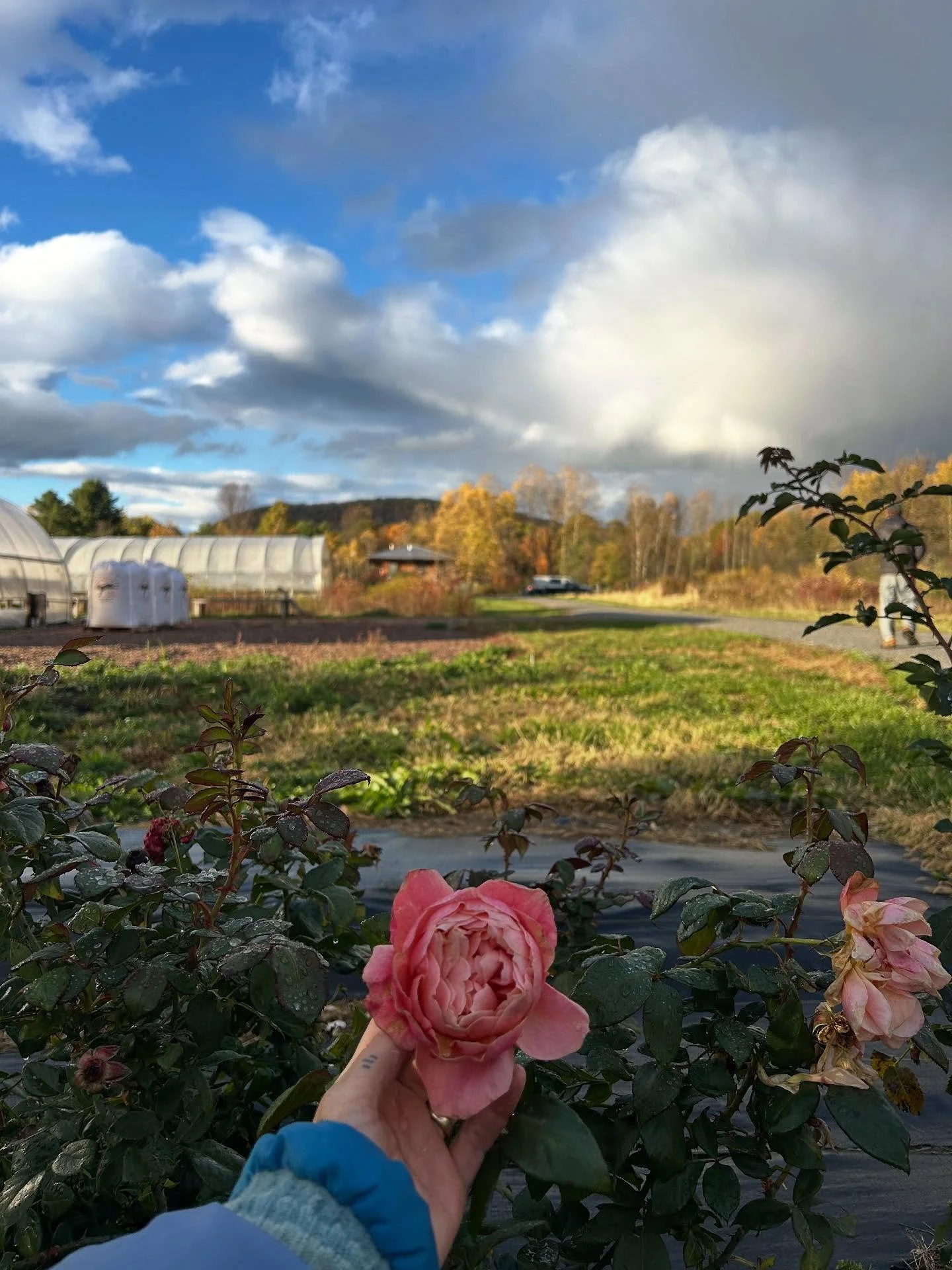 Fall mostly just feels like time is running out. We&rsquo;ve been swamped, and I can never remember to take a photo.

Since I last shared anything with the social world, we&rsquo;ve pulled the dahlias, planted tulips, peonies, and all the other speci