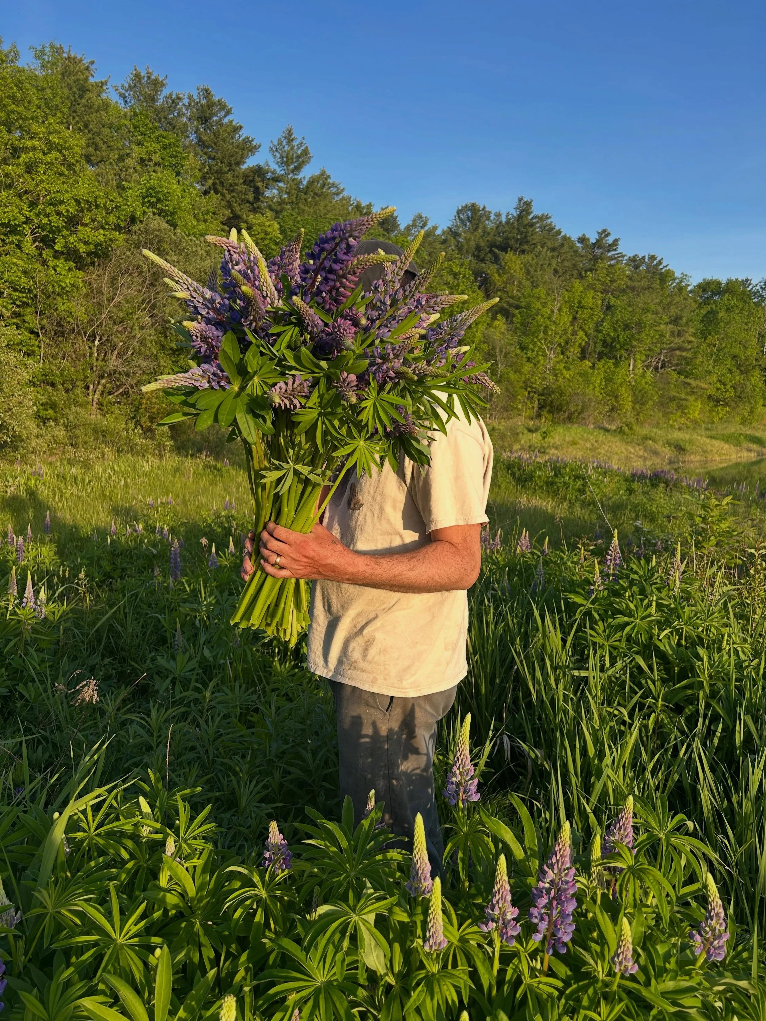 It&rsquo;s Lupine season in Vermont. They&rsquo;re fleeting and beautiful. On wholesale and in grocery bouquets this week