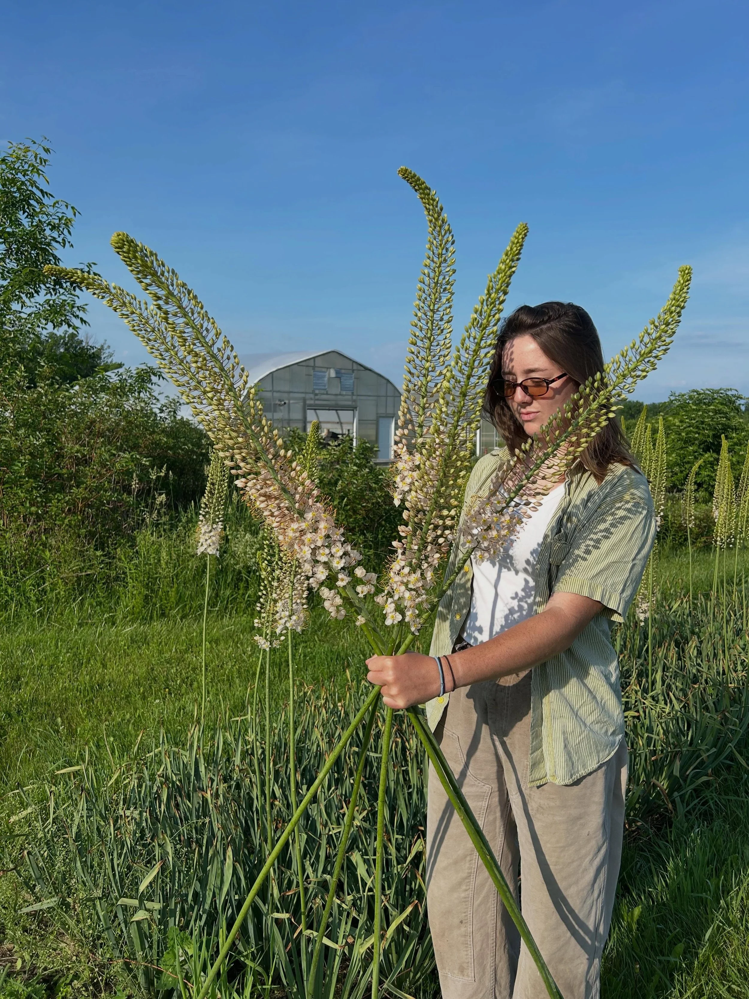 Taking a moment this morning for the Eremurus &ldquo;Foxtail Lily&rdquo; because it&rsquo;s just that good