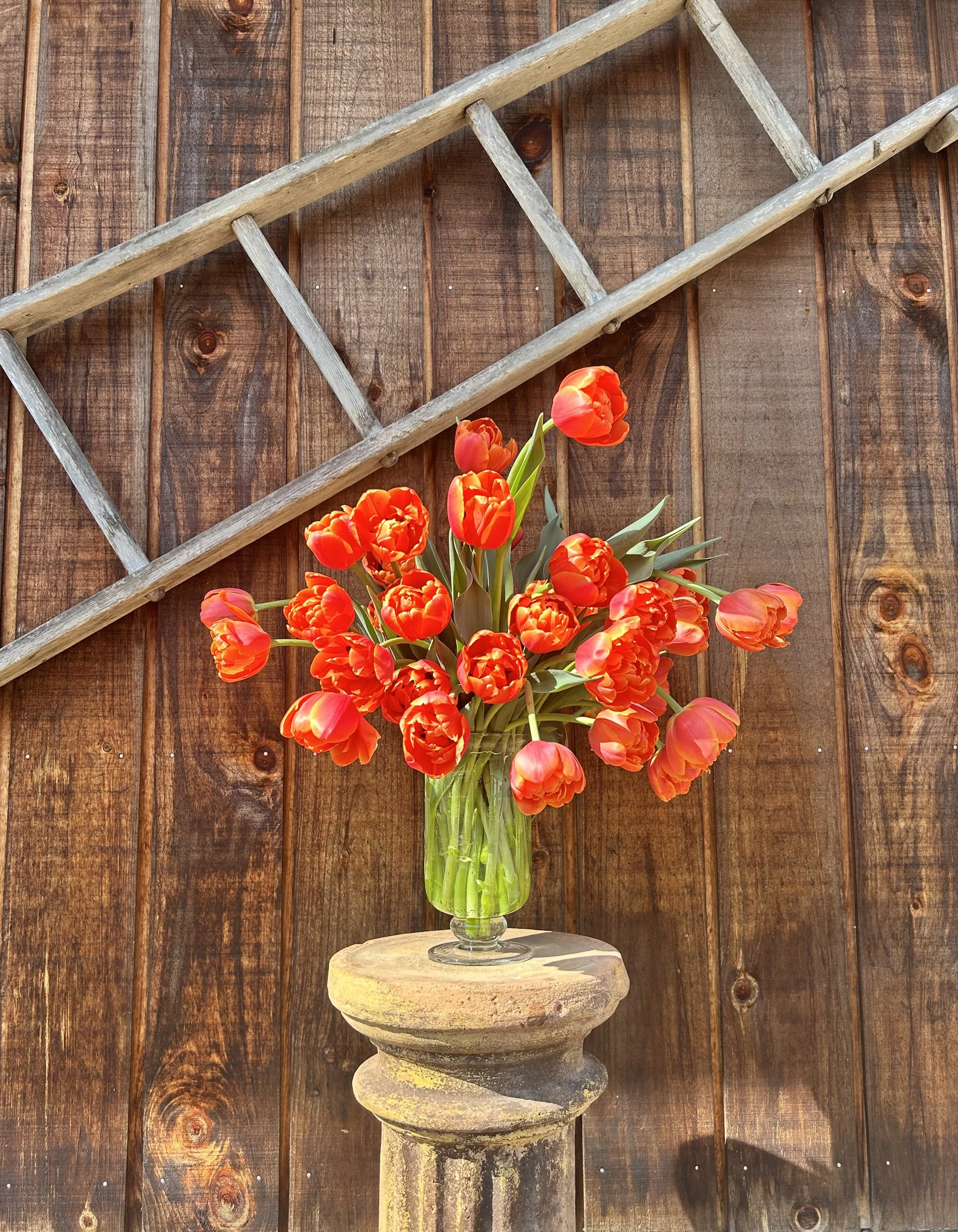 Winter Tulips