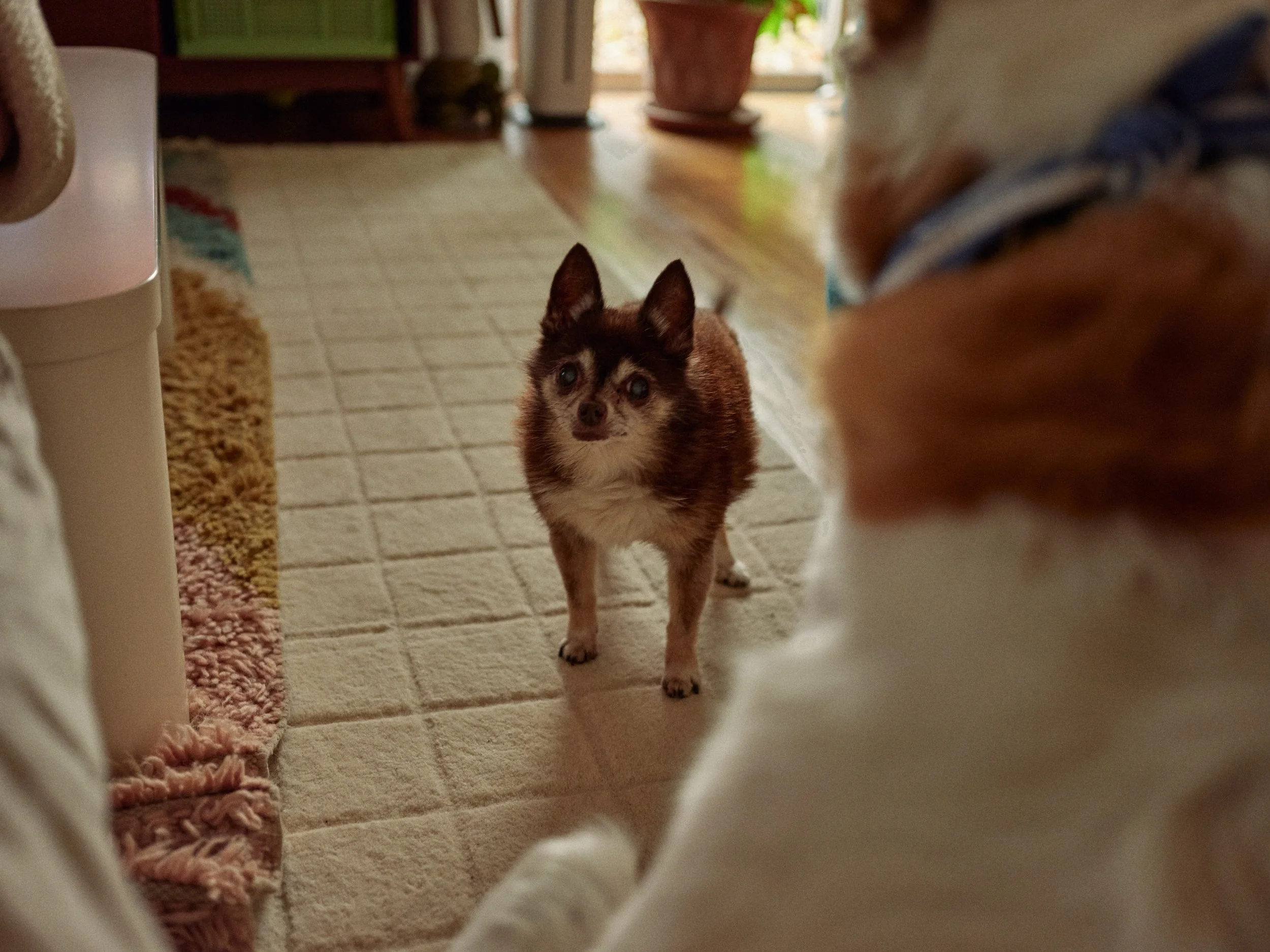 Small brown and white dog looking up at a person whose face is out of the frame inside a home with a beige tiled floor, a colorful rug, and a potted plant in the background.