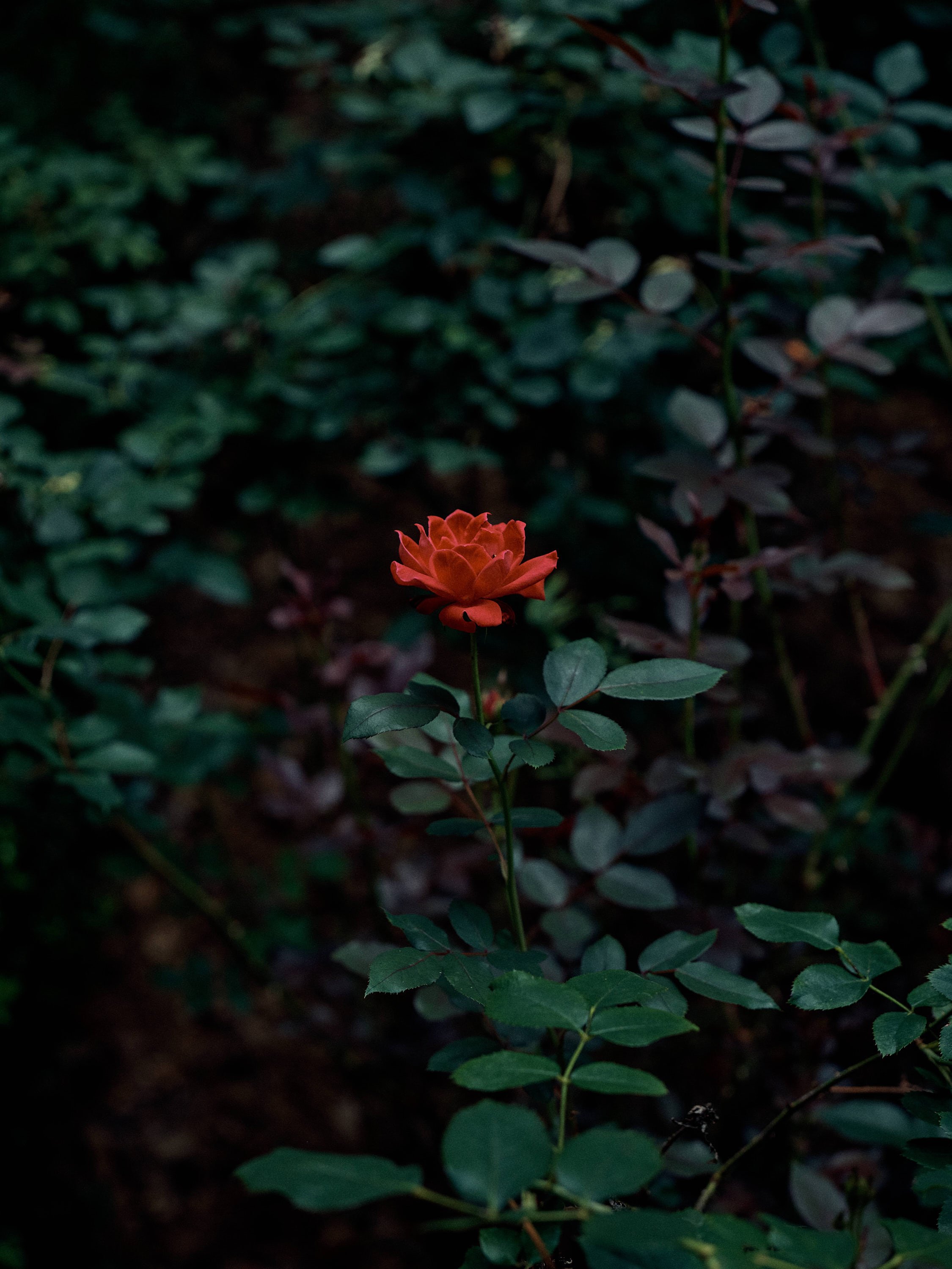 GFX100sii_060526_1308 1.jpg