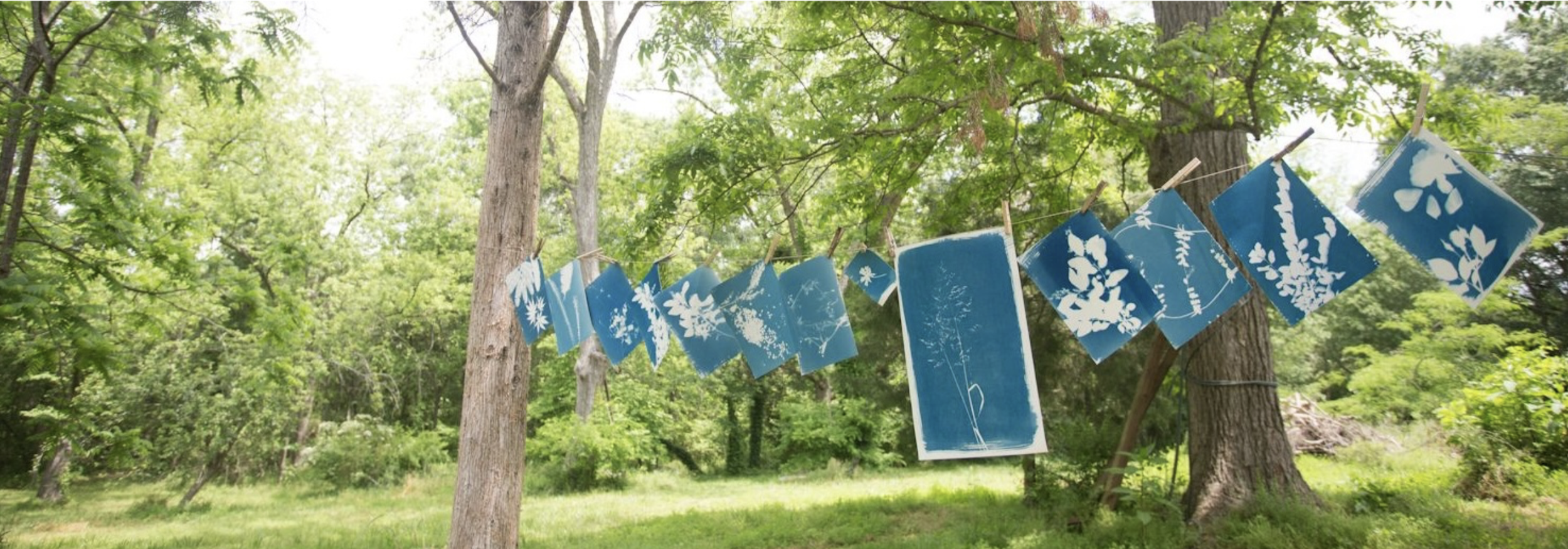 Sunprints at Lemon Hill