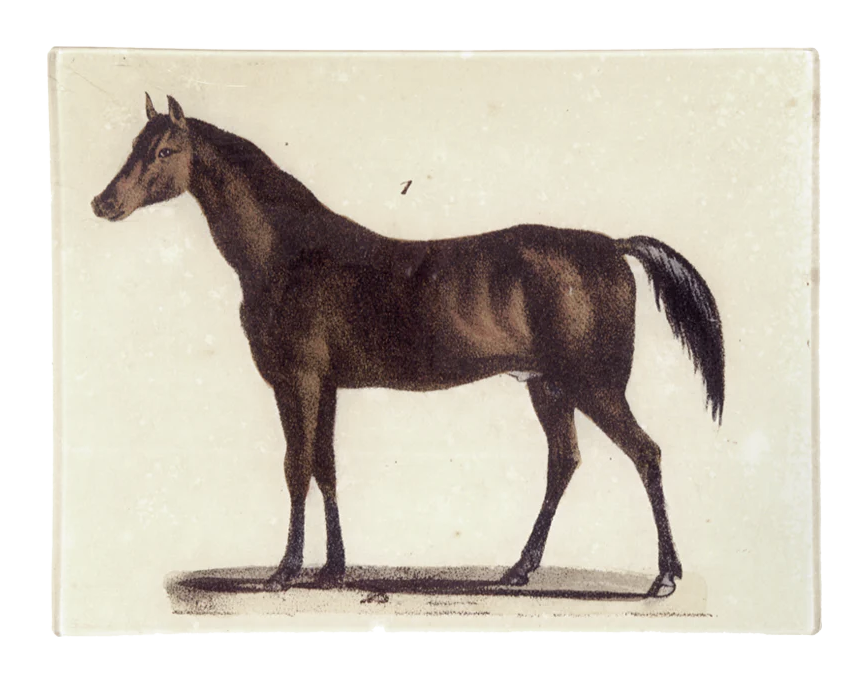 Horse #1