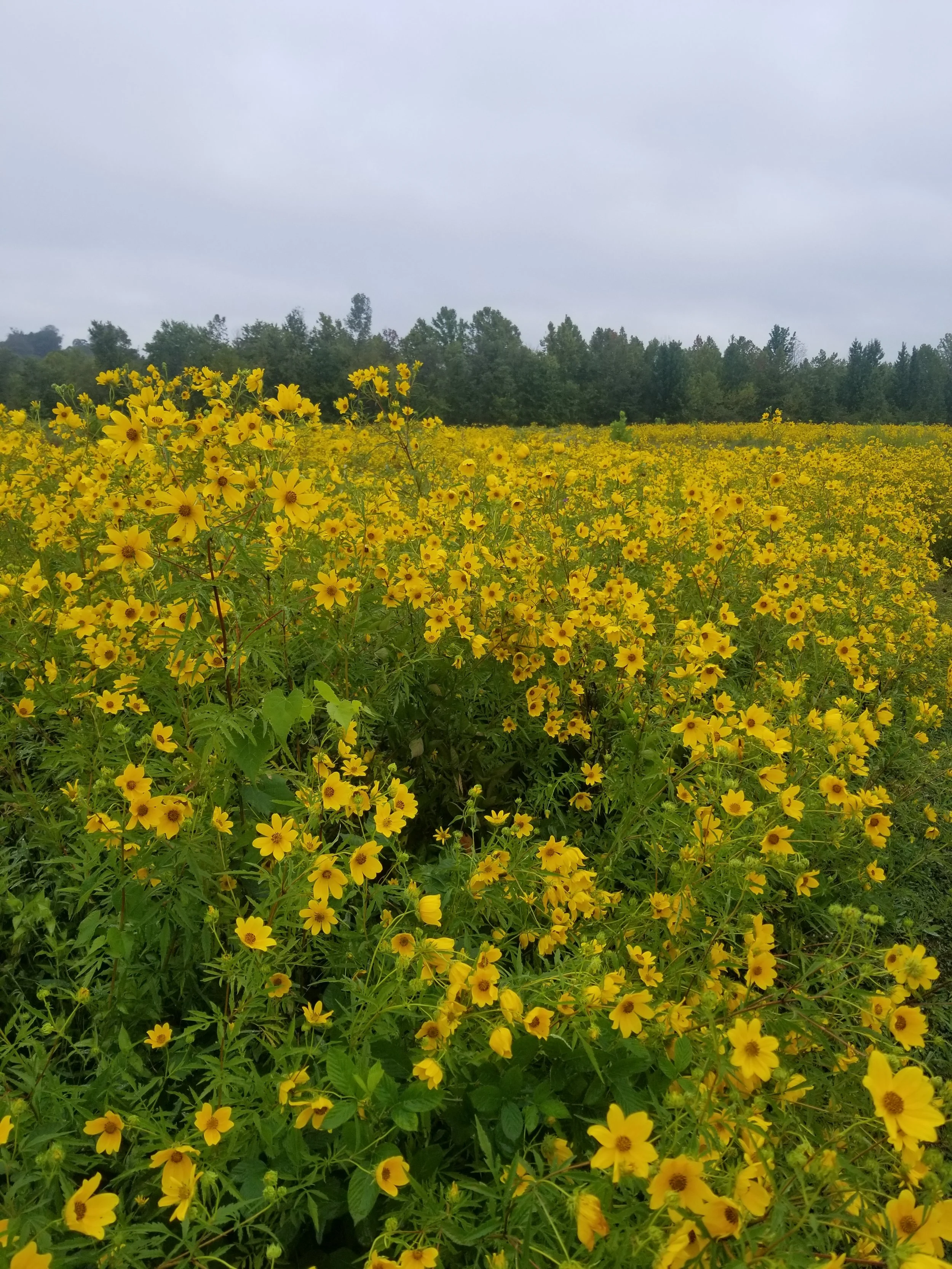 Forest Bathing with Mindful Nashville