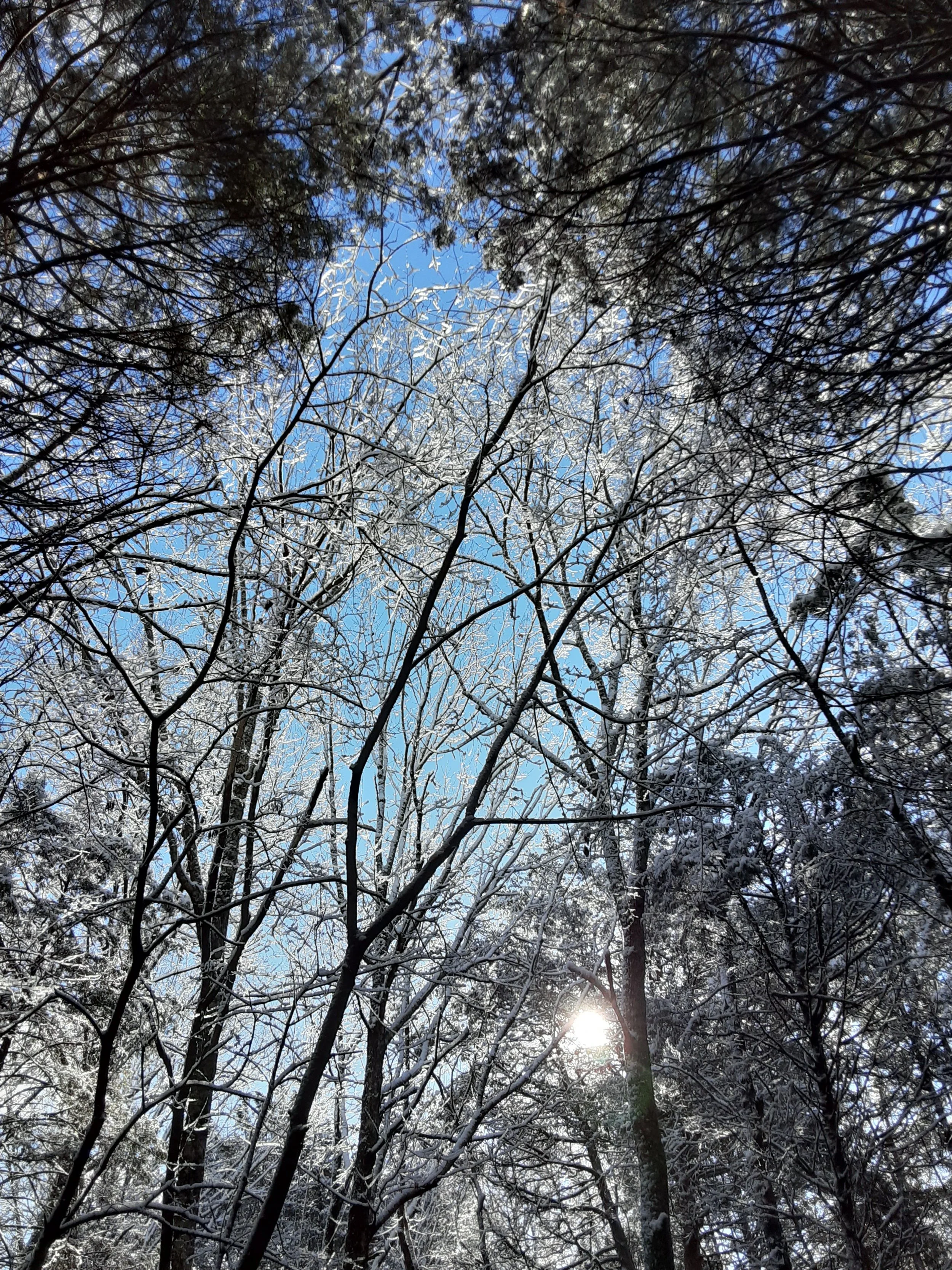 Forest Bathing with Mindful Nashville