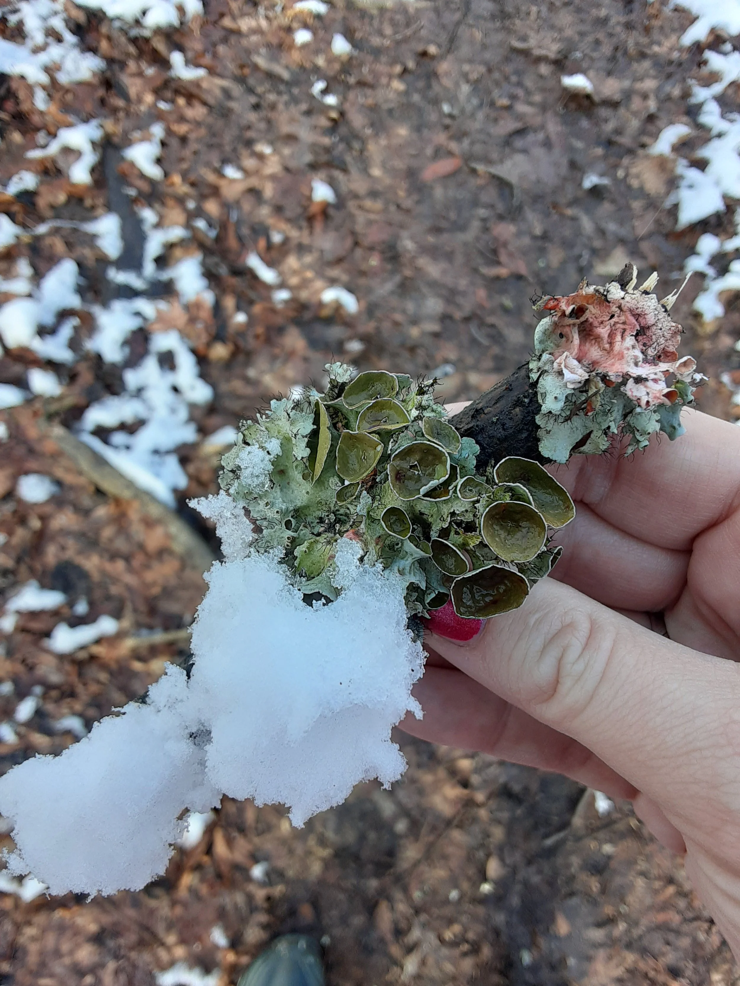 Forest Bathing with Mindful Nashville