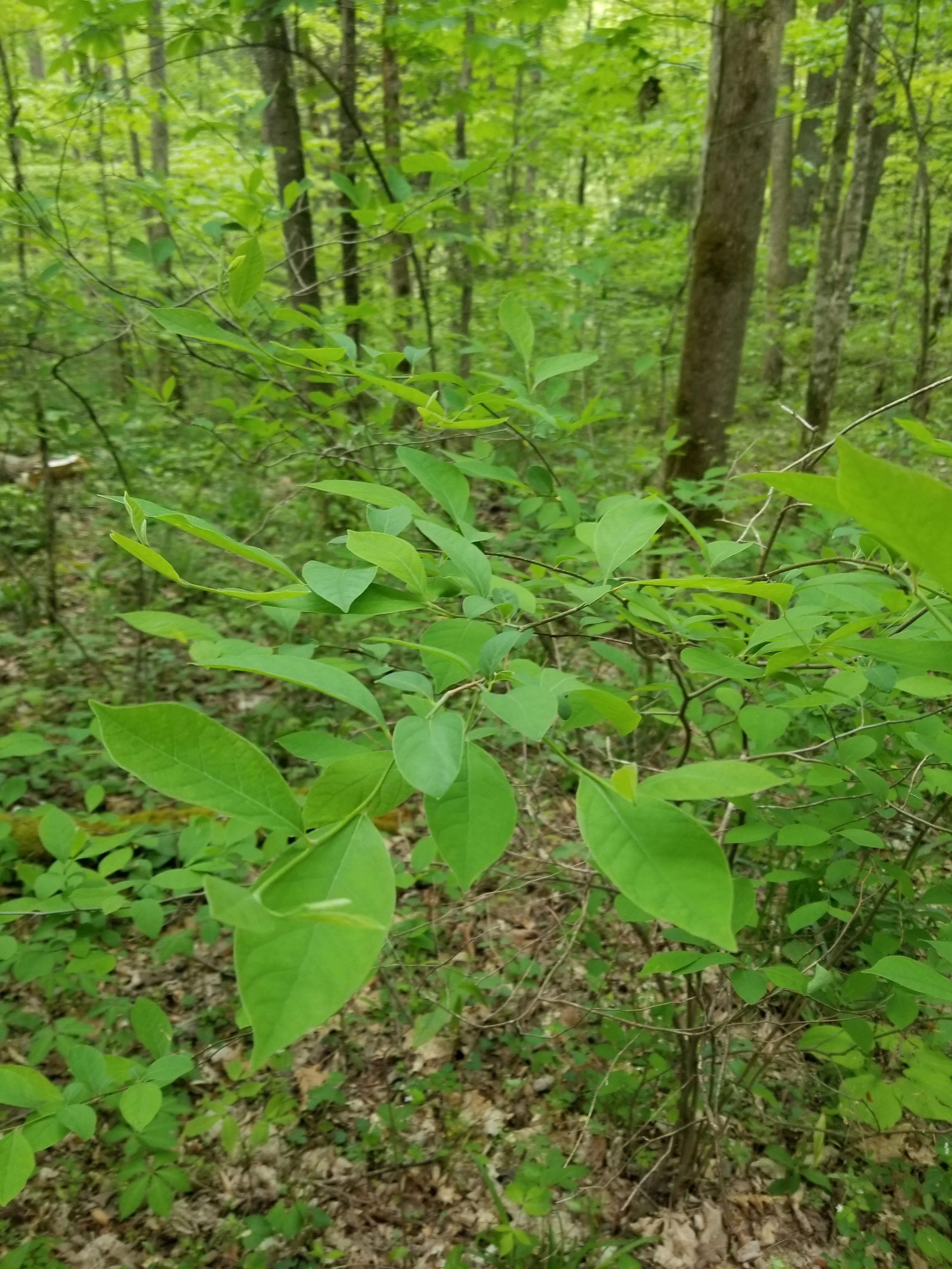 Soundwalk at Shelby Bottoms