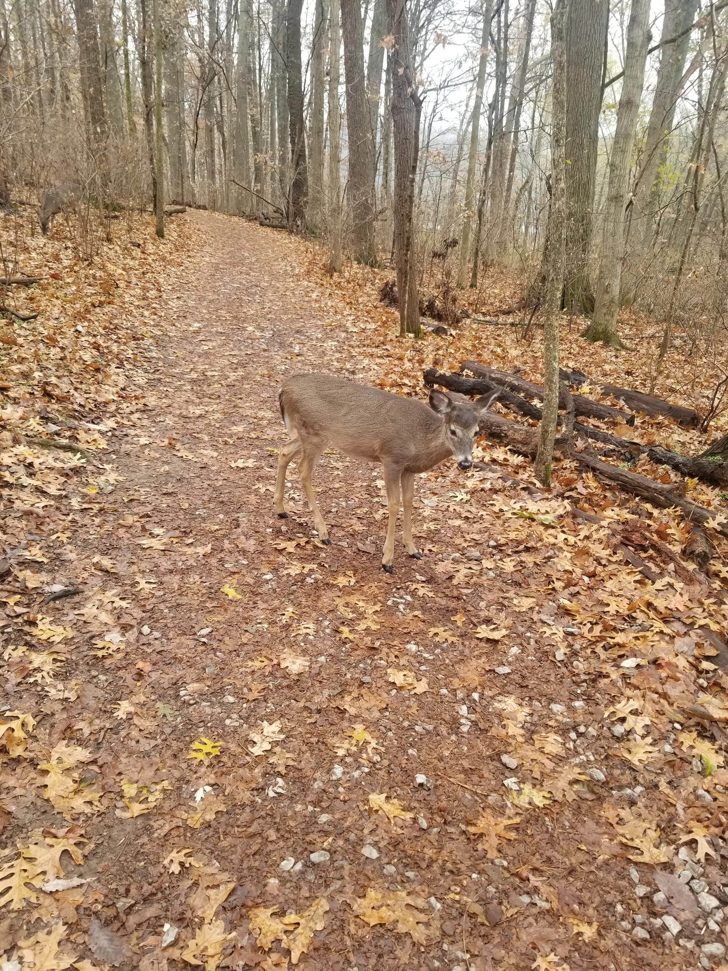 Forest Bathing Walk