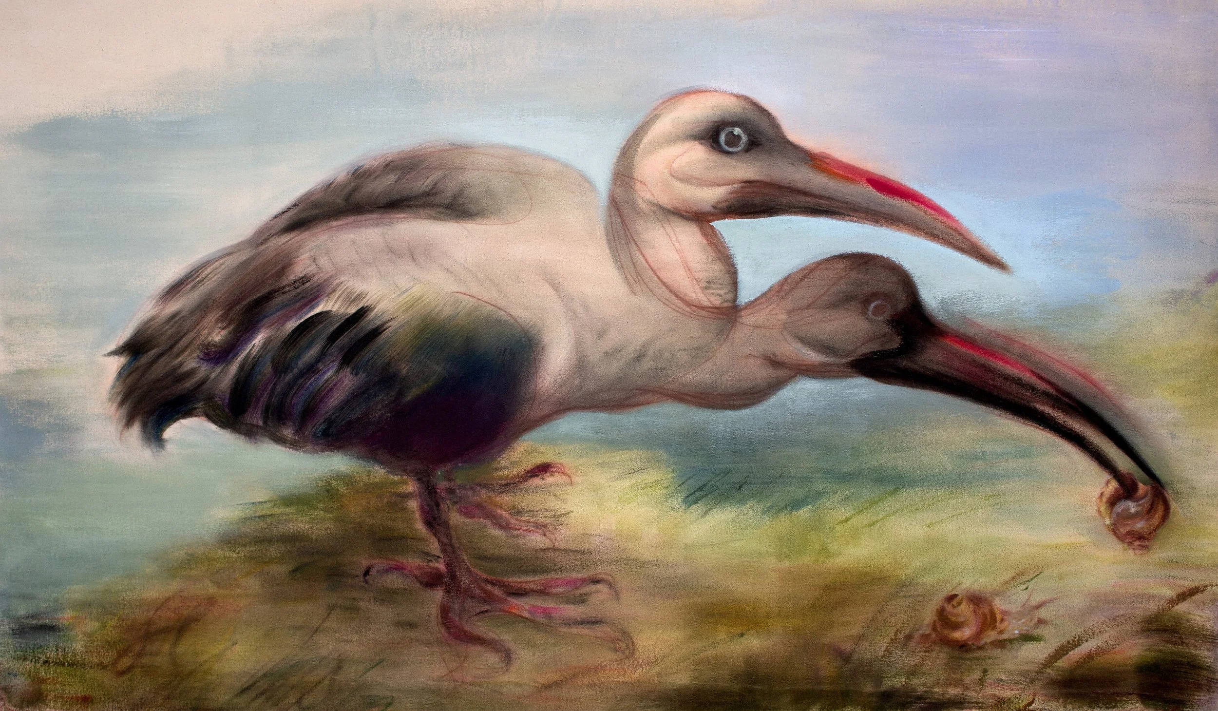 hadada_ibis_hazel_miller.jpg