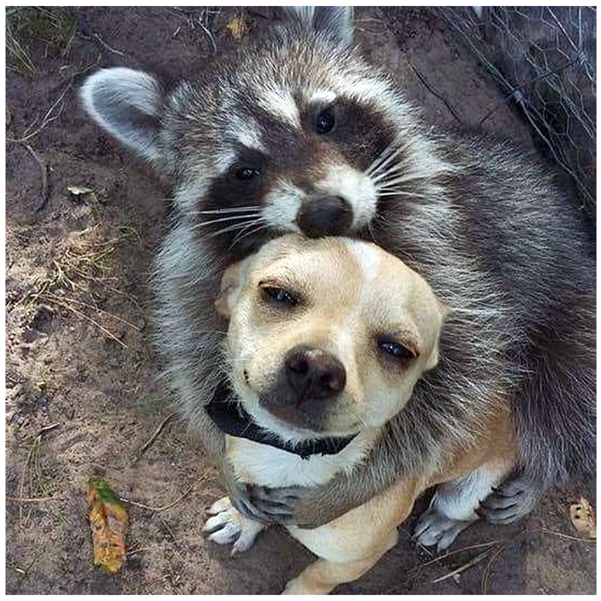 srd_site_why_racoon_dog.jpg