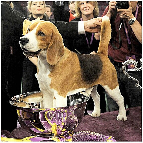 srd_site_wow_beagle_award_2.jpg