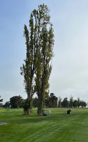 TreeGolf.jpeg