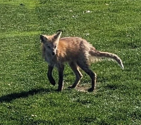 FairwayFox1.jpg