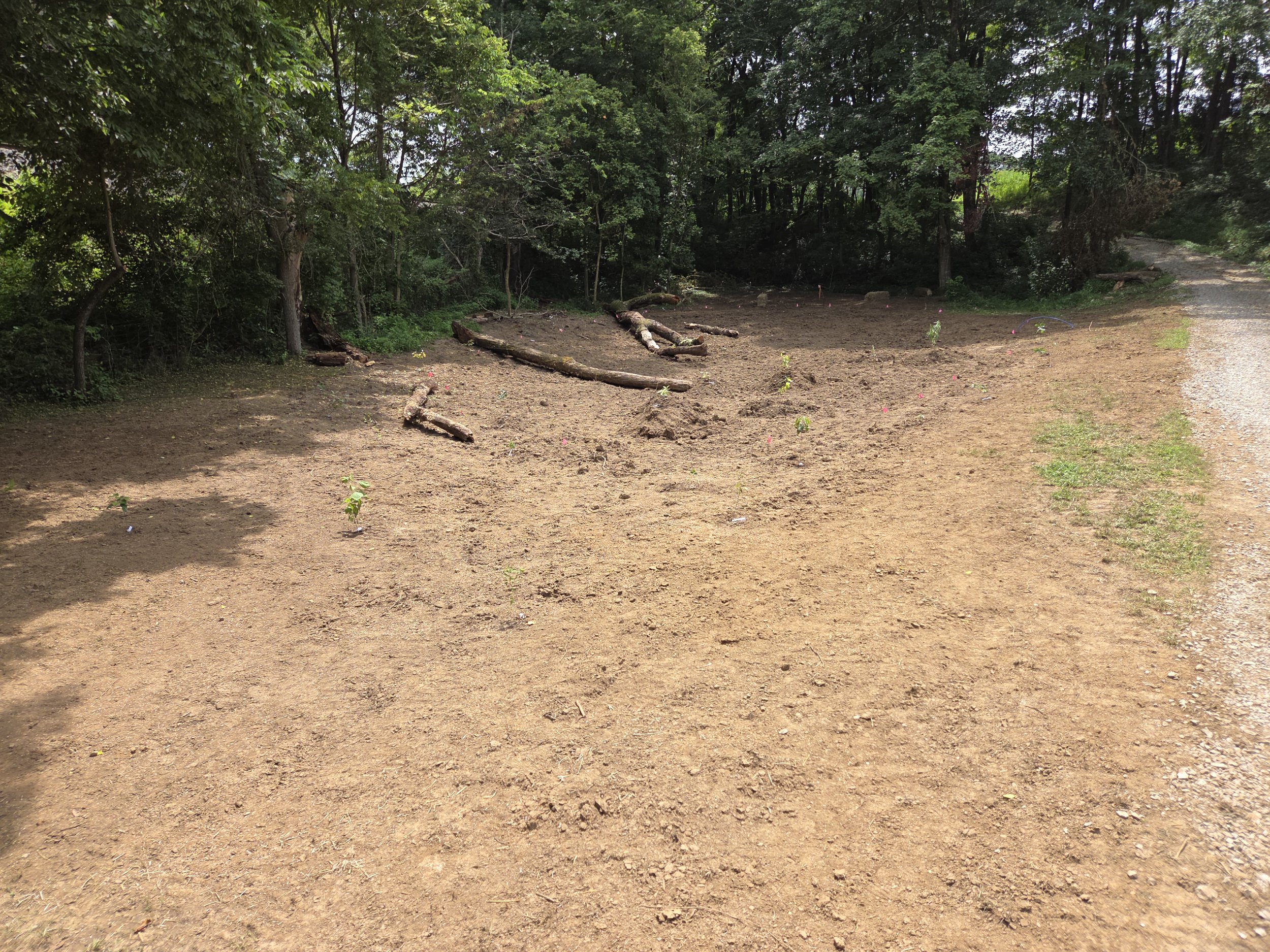 Wetland pond with small trees planted inside