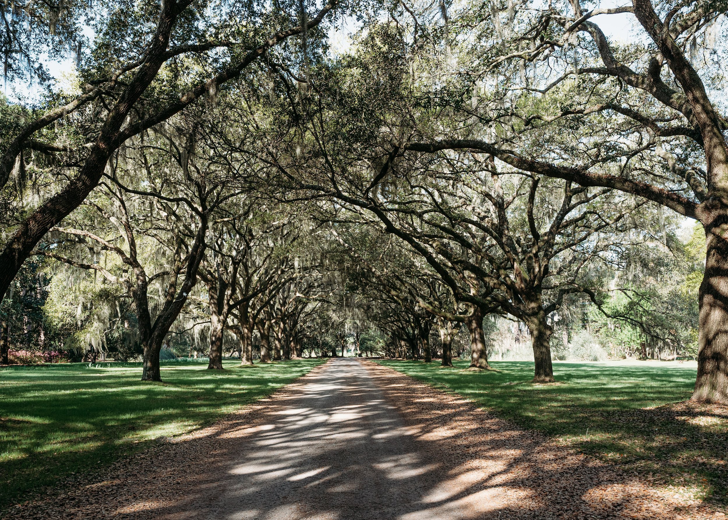 Orange Grove