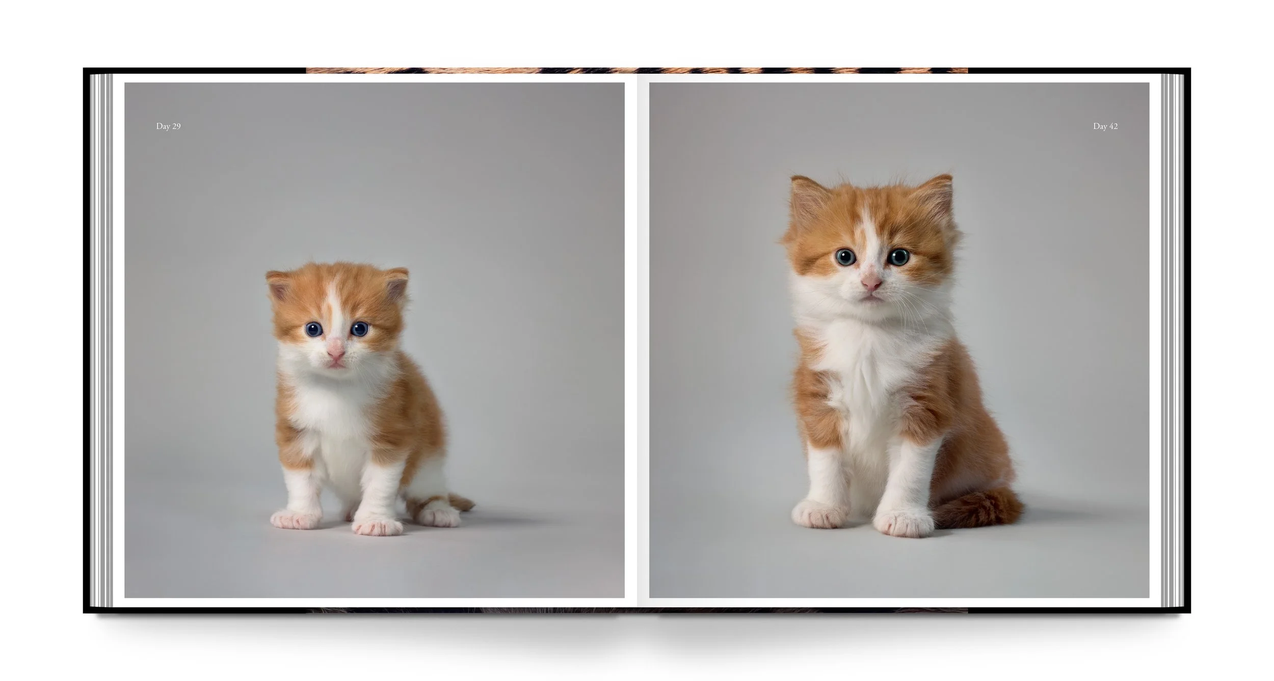 Feline_Book_15.jpg