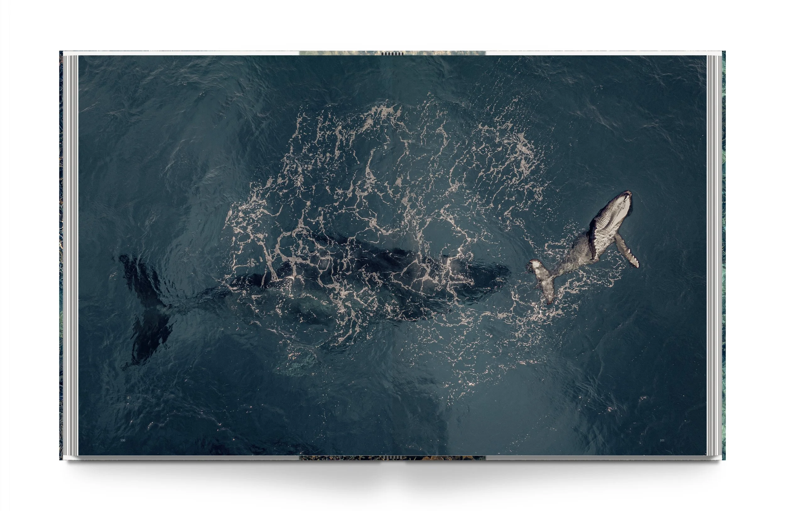 Wild-Ocean_Book_11.jpg