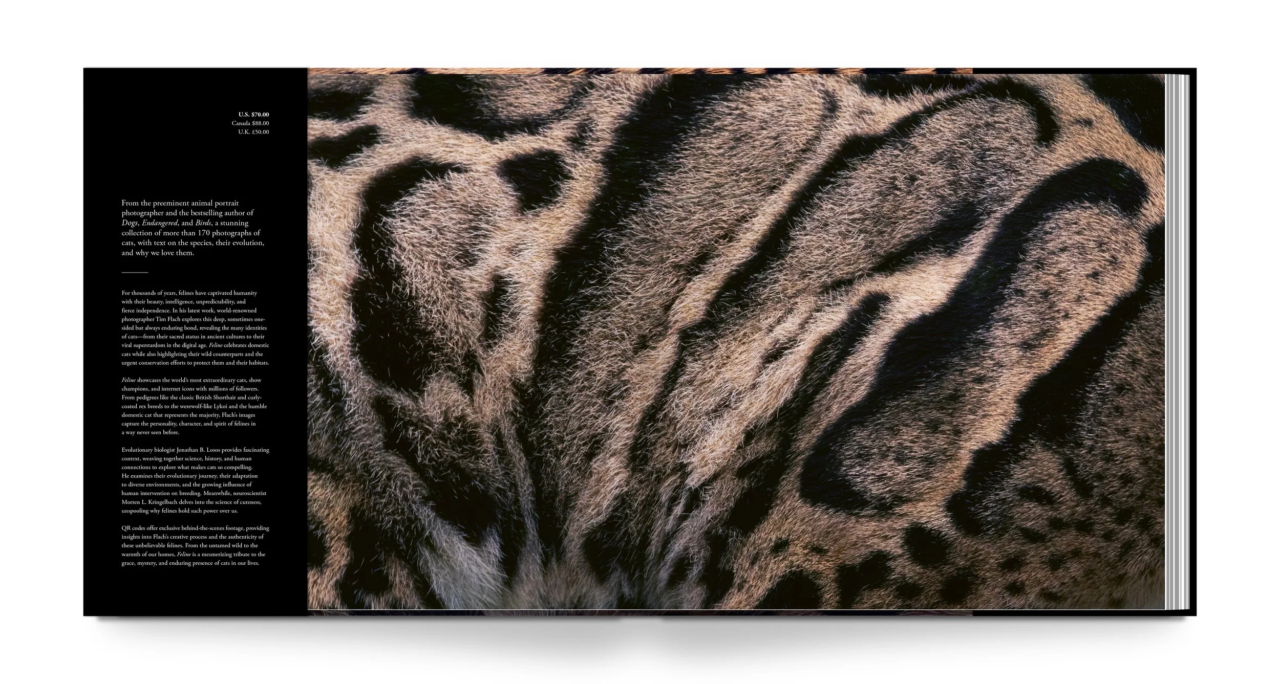 Feline_Book_2.jpg