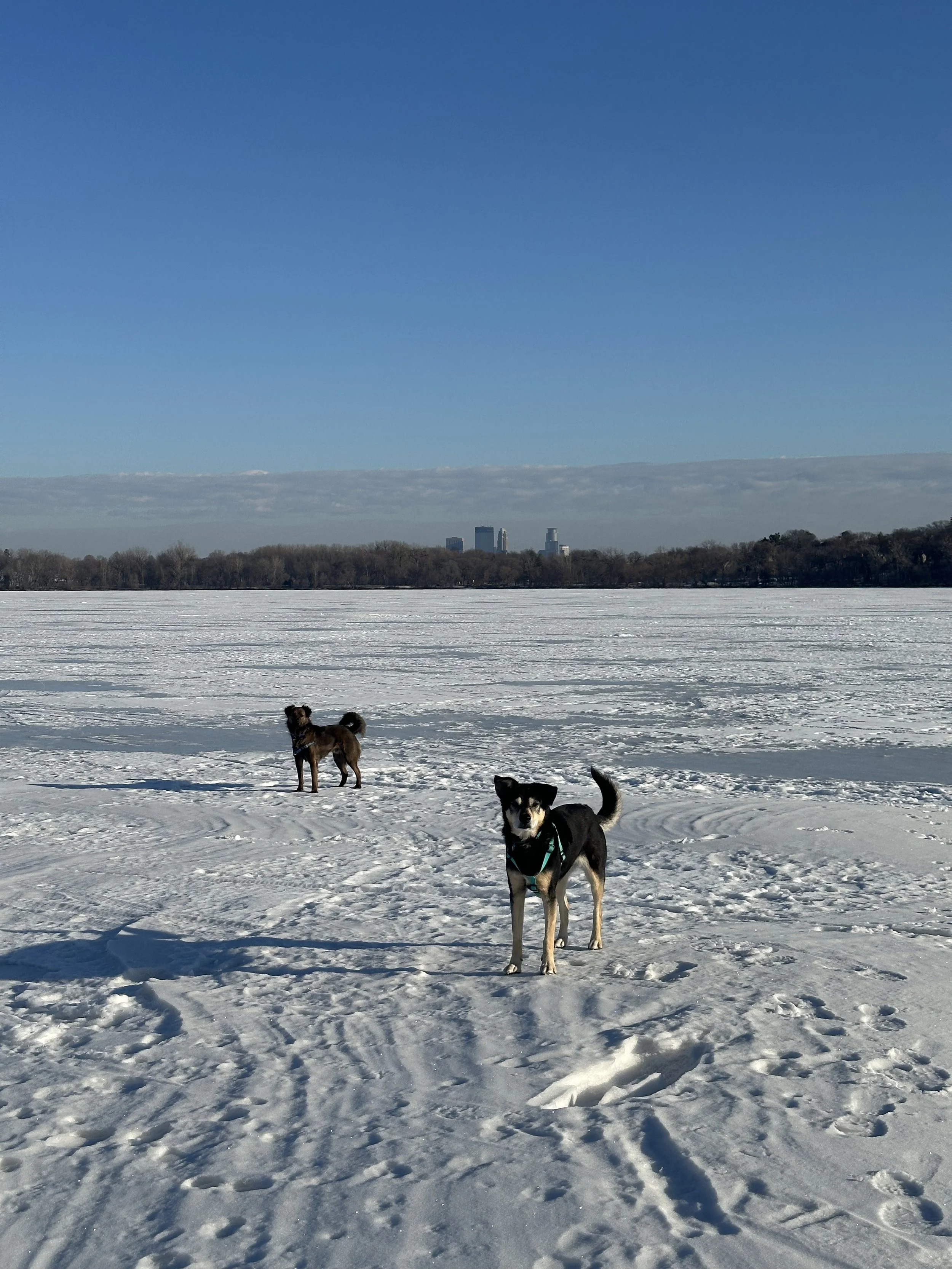 Dogs on froxen lake harriet .jpg