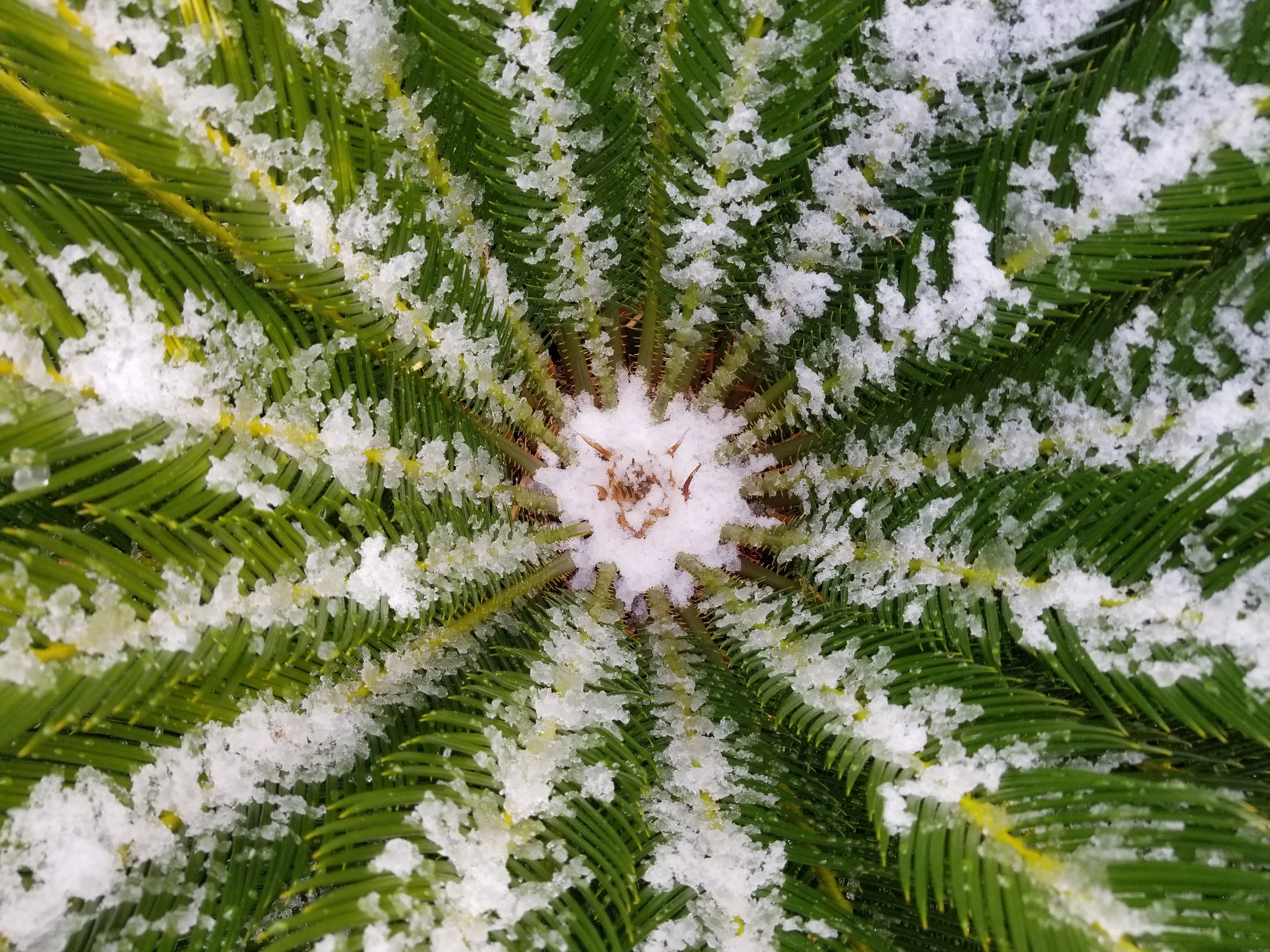 1. Snowy Palm at Tuscon- Christy Strong.jpg