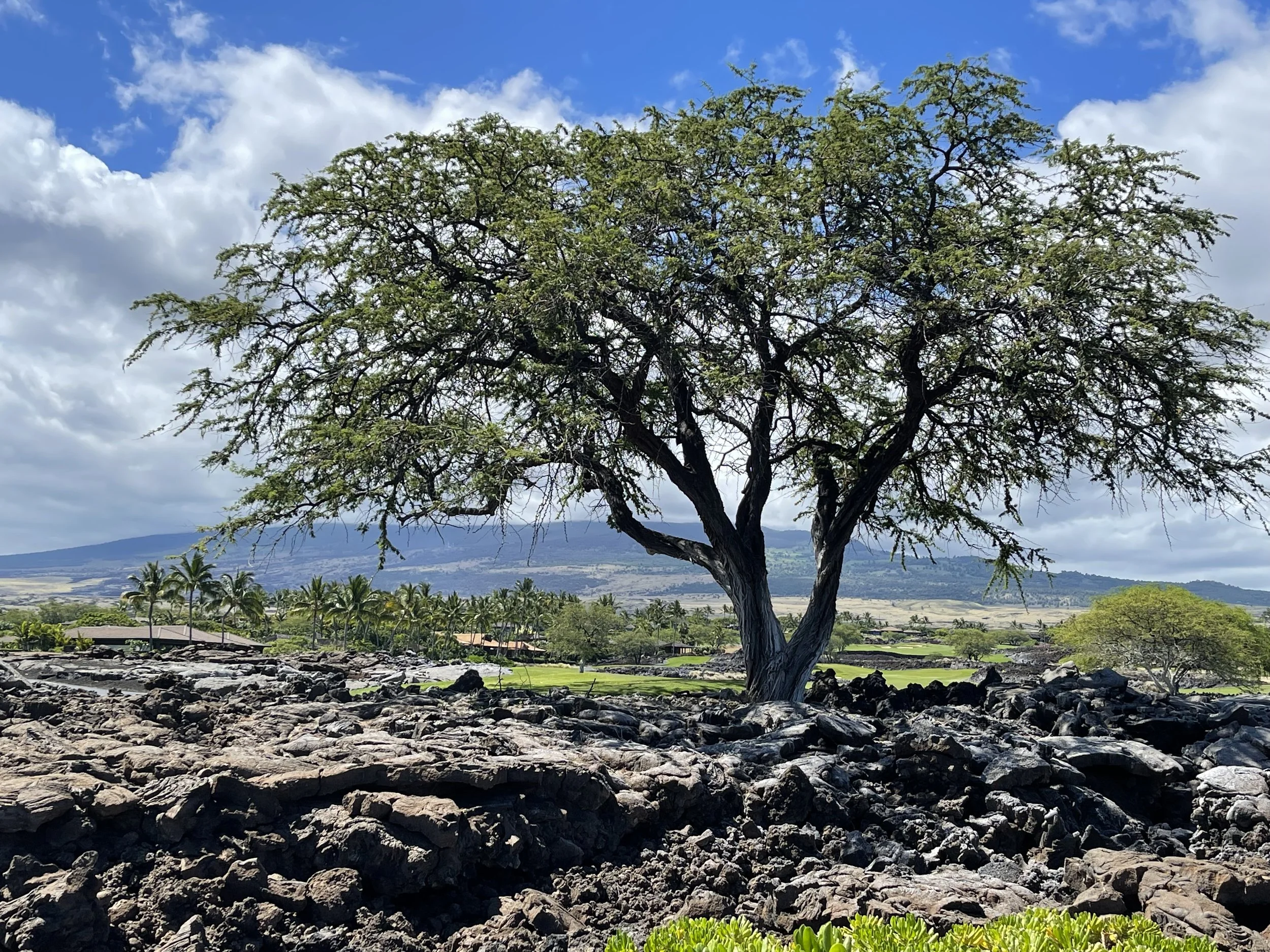3. Hawai_i_Joan Pratt.jpg