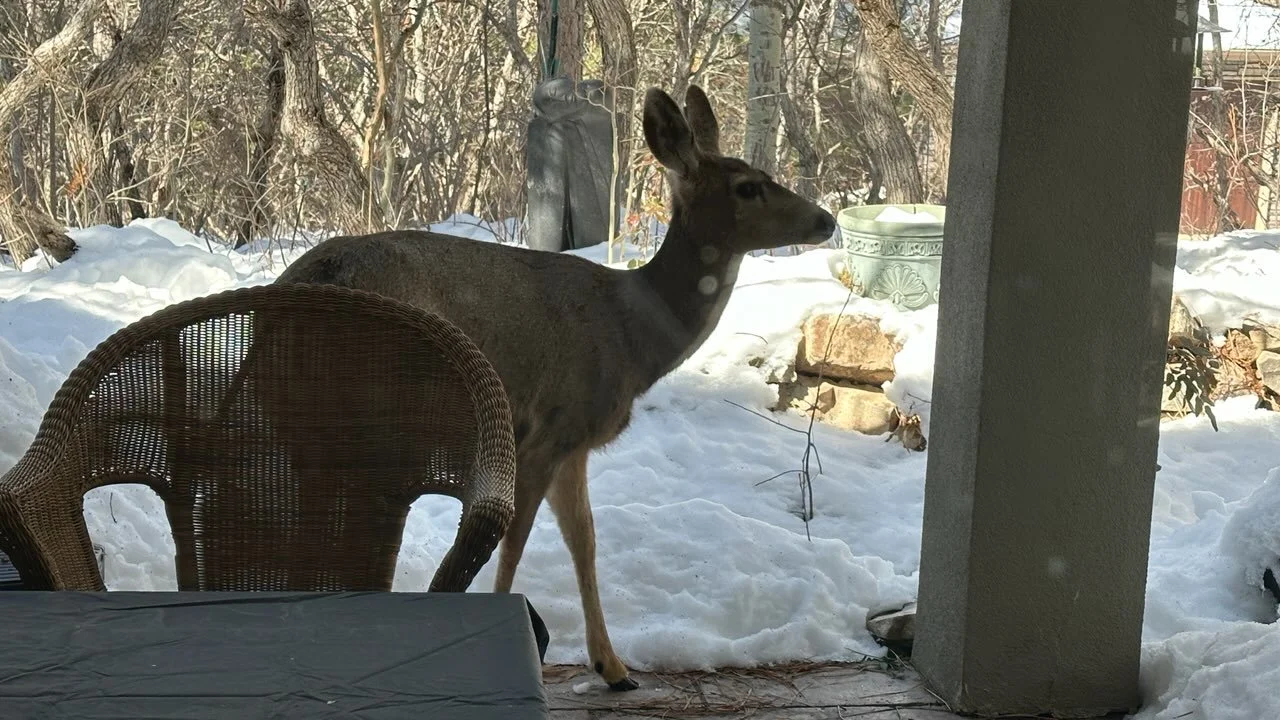 deer.jpeg