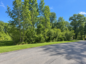 How Could Mature Oak and Cherry Trees Frame a Home on Marsh Ridge Trail?
