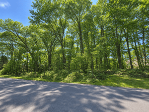 How Does Trail Access Extend Everyday Living Beyond the Wooded Lot on Stoney Creek Drive?