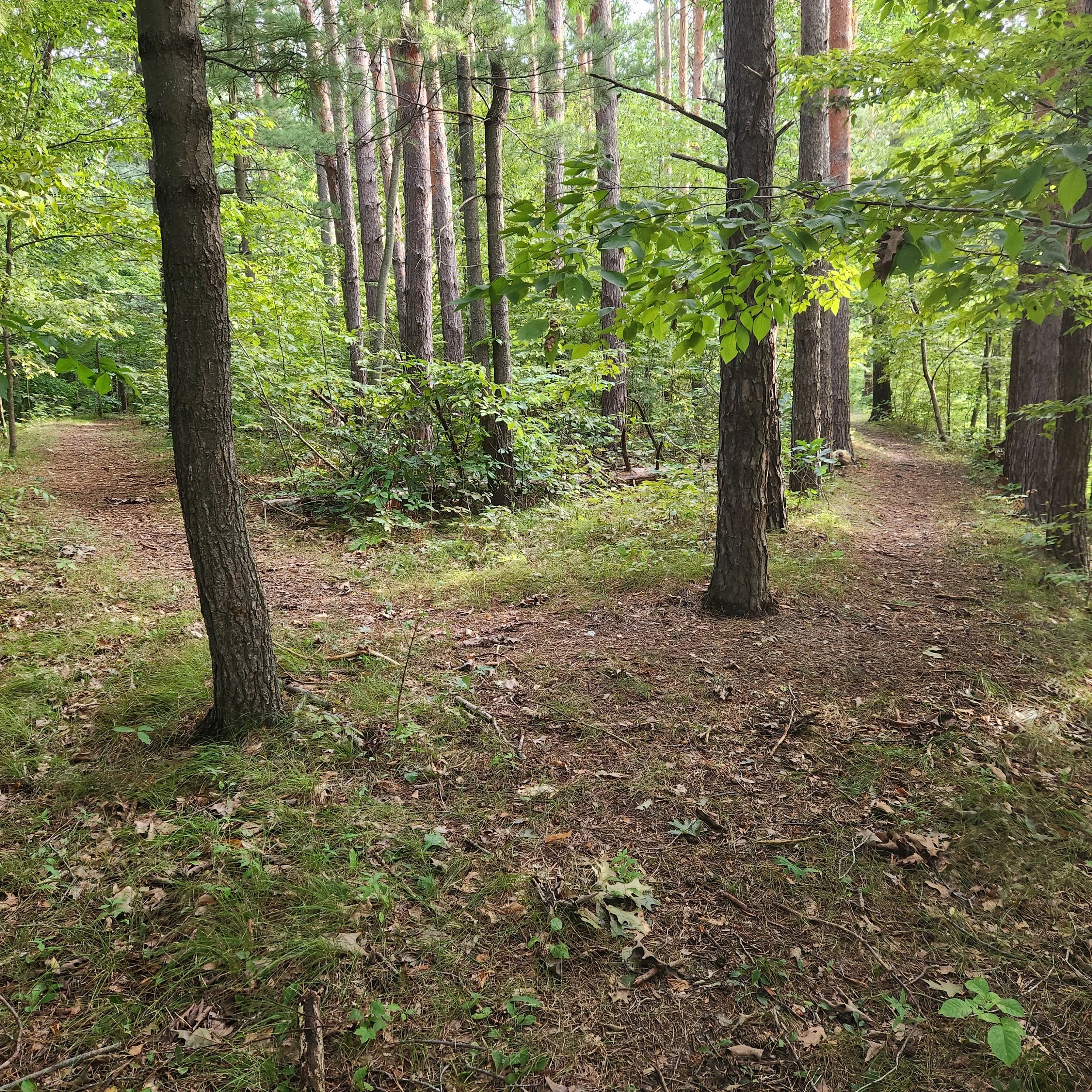 Image of the gorgeous woods and paths of the Jones Crossing Nature Preserve by the house at 2921 Dakota Trail