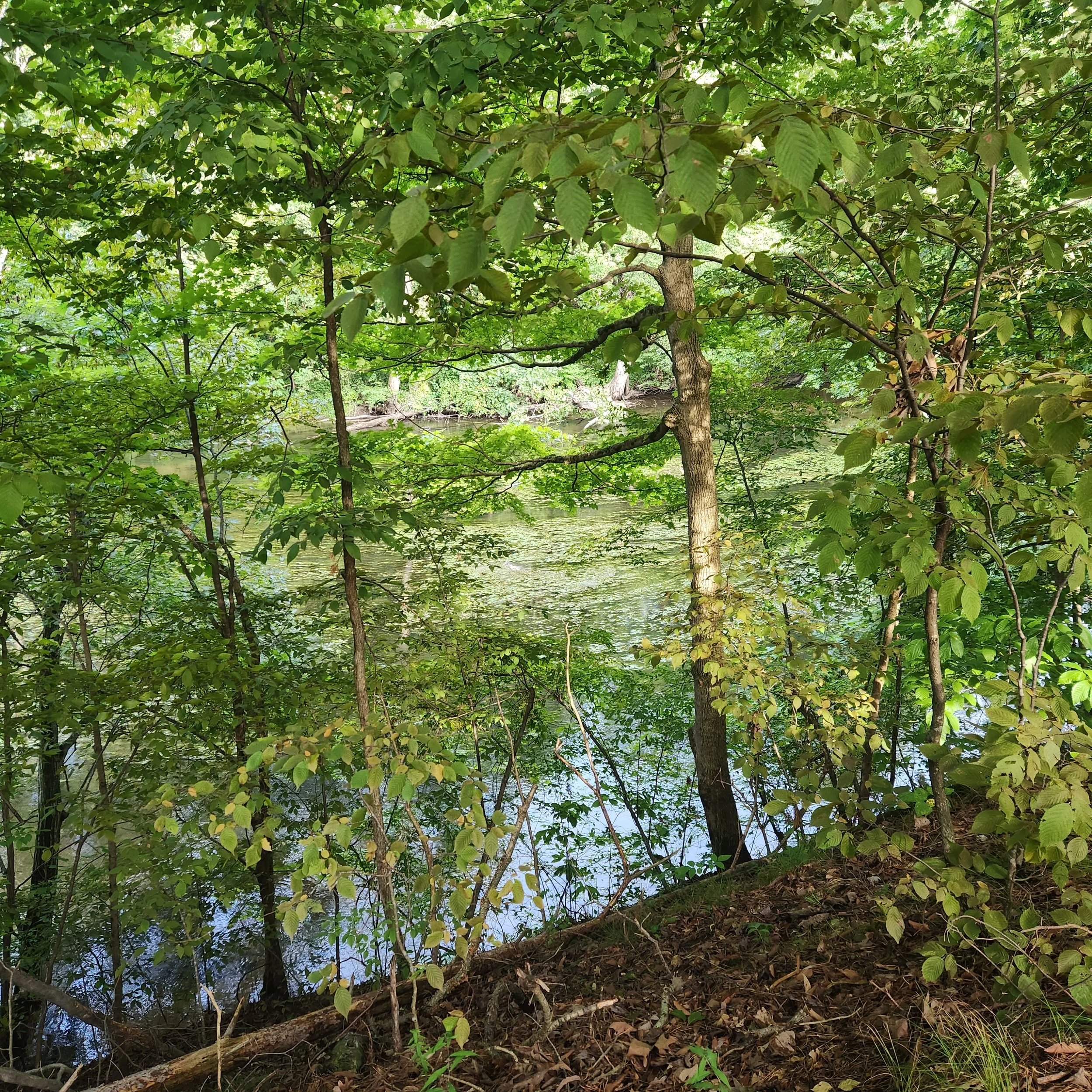 Image of Thornapple river from the nature trail at Jones Crossing