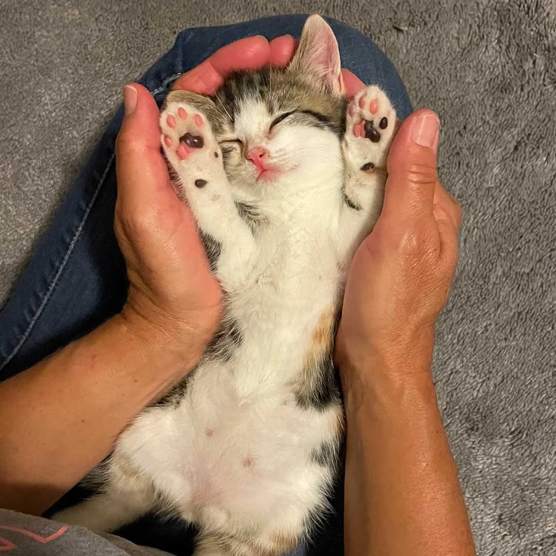 Baby-Cookie.jpg