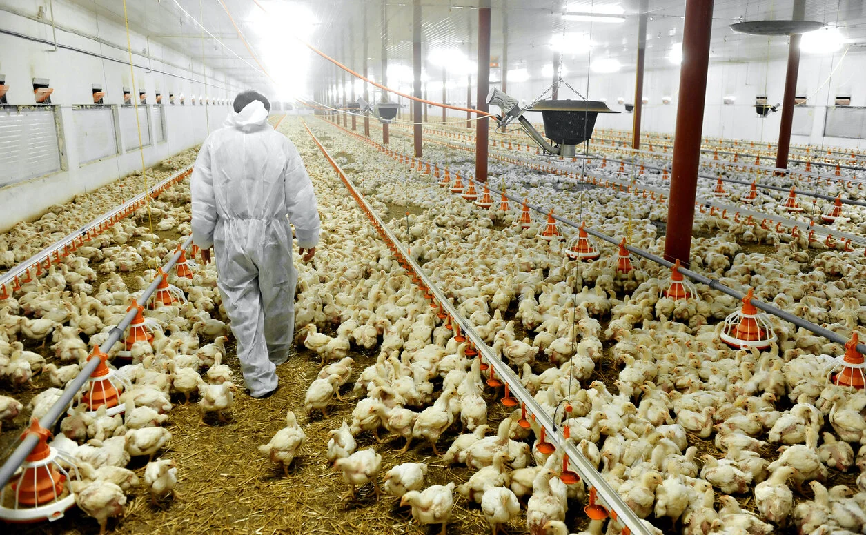Trump’s USDA Sides With Corporate Meatpackers Over Farmers, in Latest GIPSA Proposal