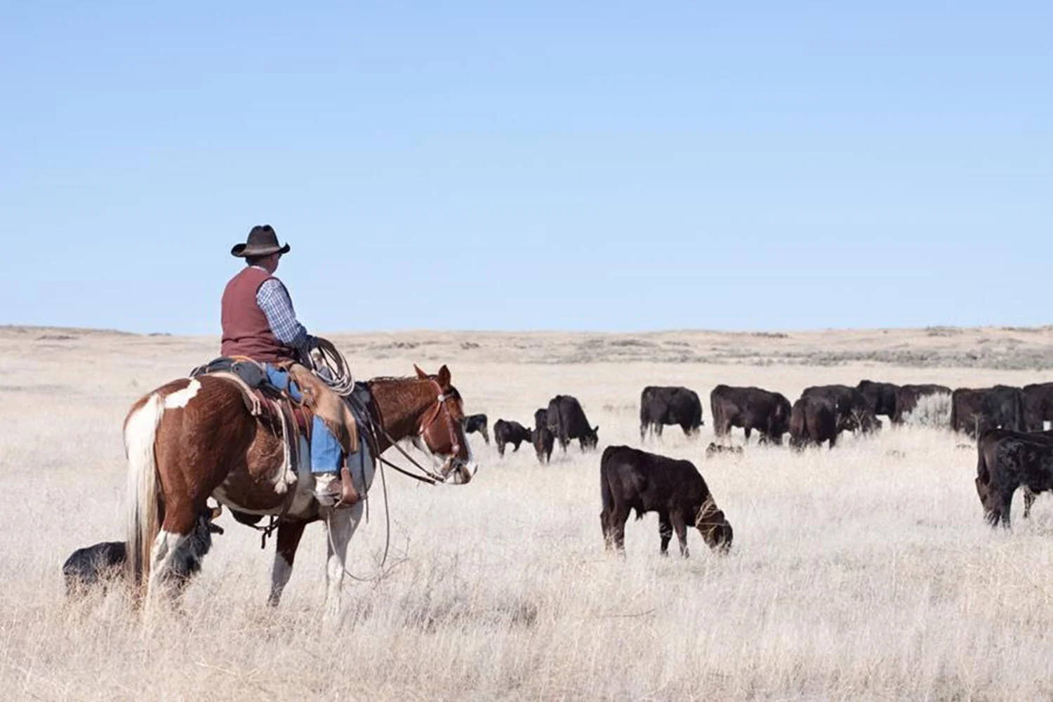 Ranchers Rally for Fair Markets, Take Beef Checkoffs to Court