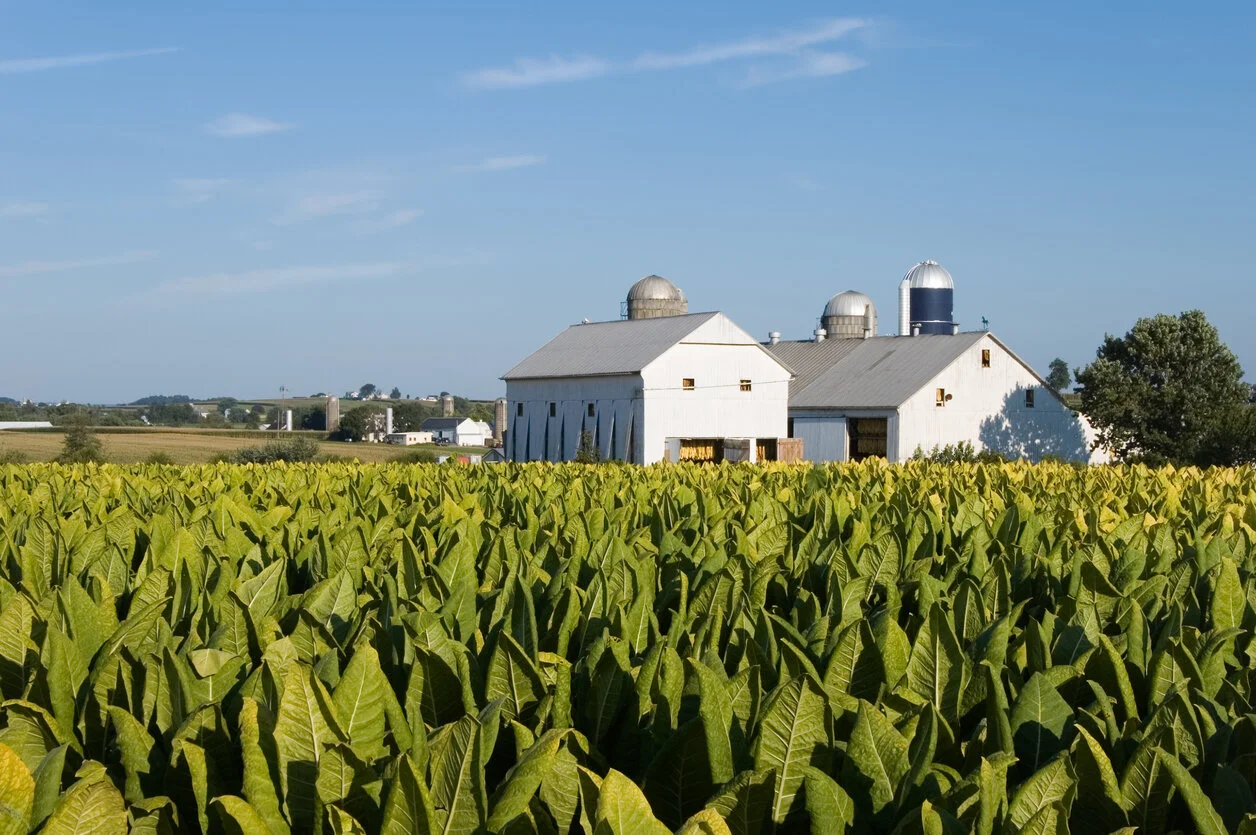 The Forgotten History of Small-Scale American Tobacco Farming