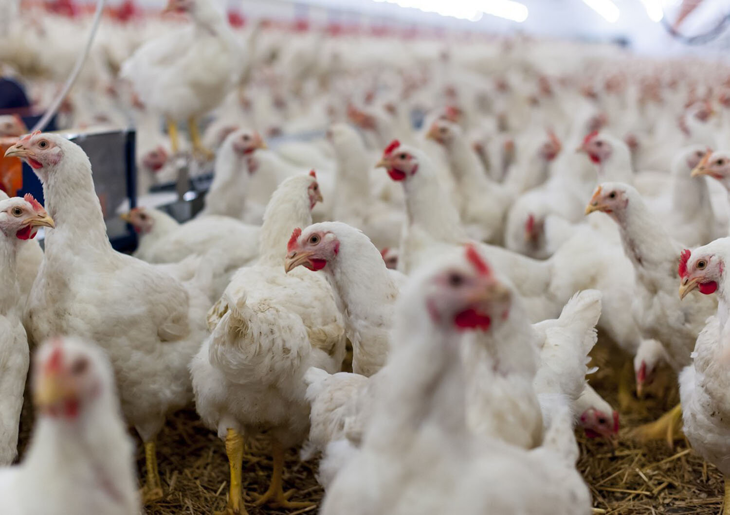 One Private Equity Fund Could Own a Quarter of the Chicken Houses for Costco’s Nebraska Project