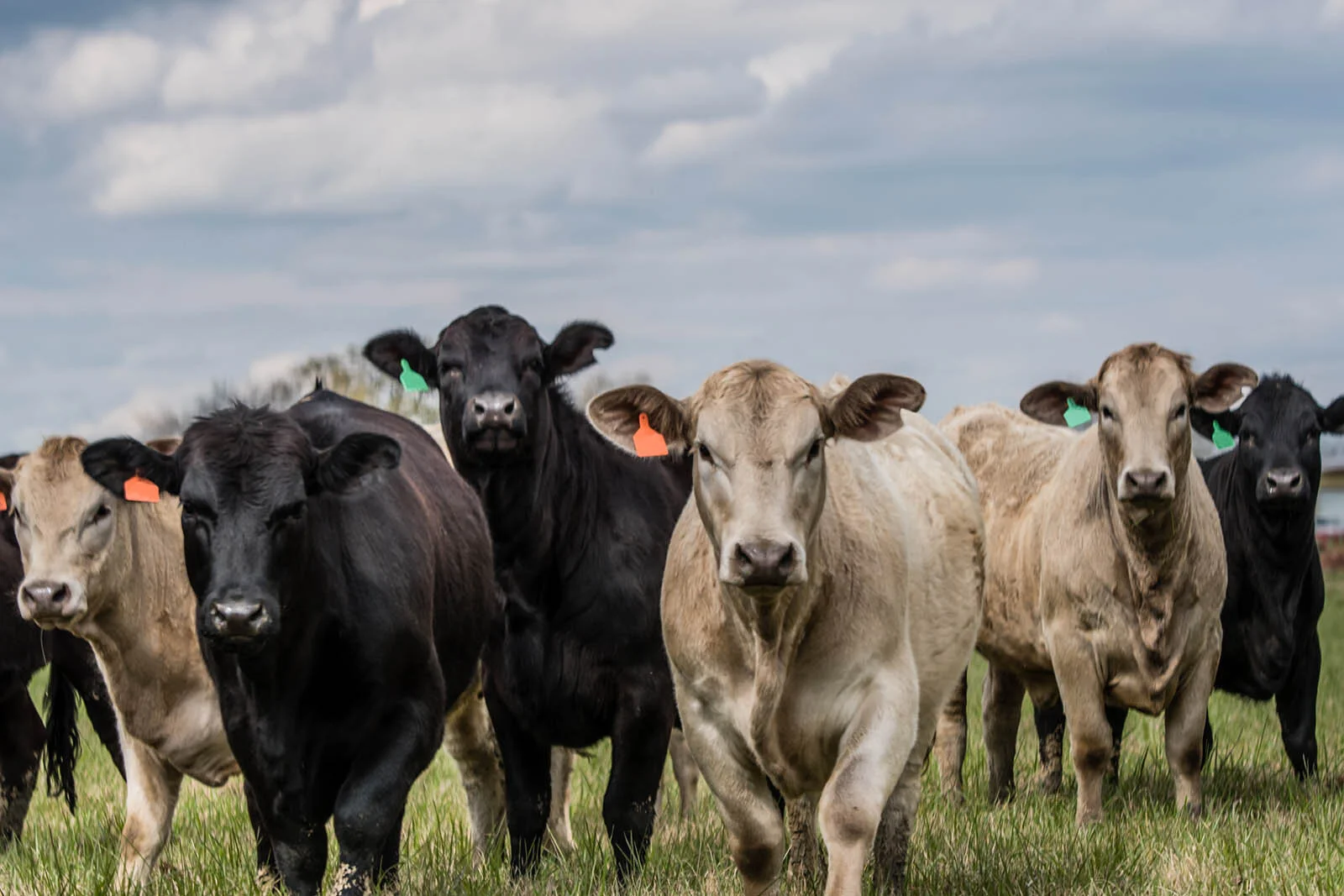 Foreign-Owned Meatpacker Receives Trade War Bailout, Critics Say it Won’t Help Farmers