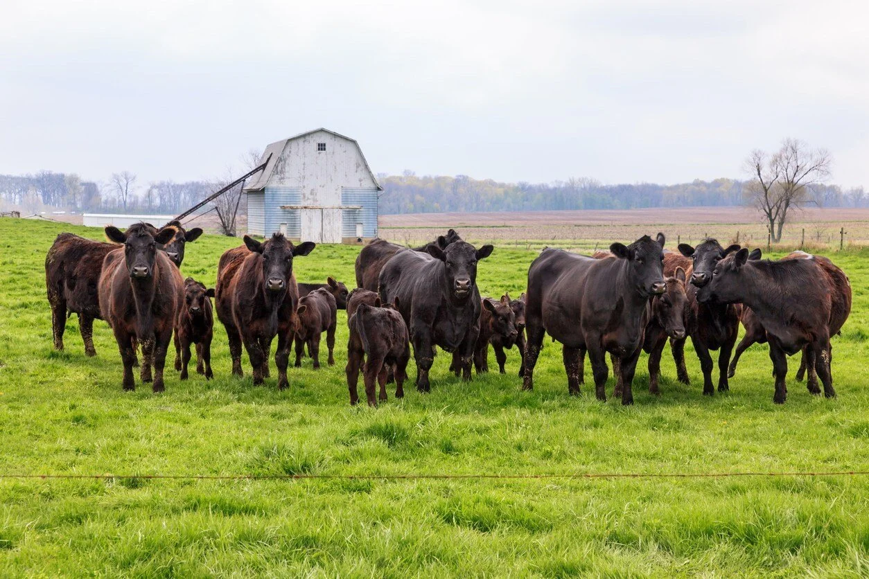 Beef Packing Merger Threatens America’s Last Competitive Cash Cattle Market