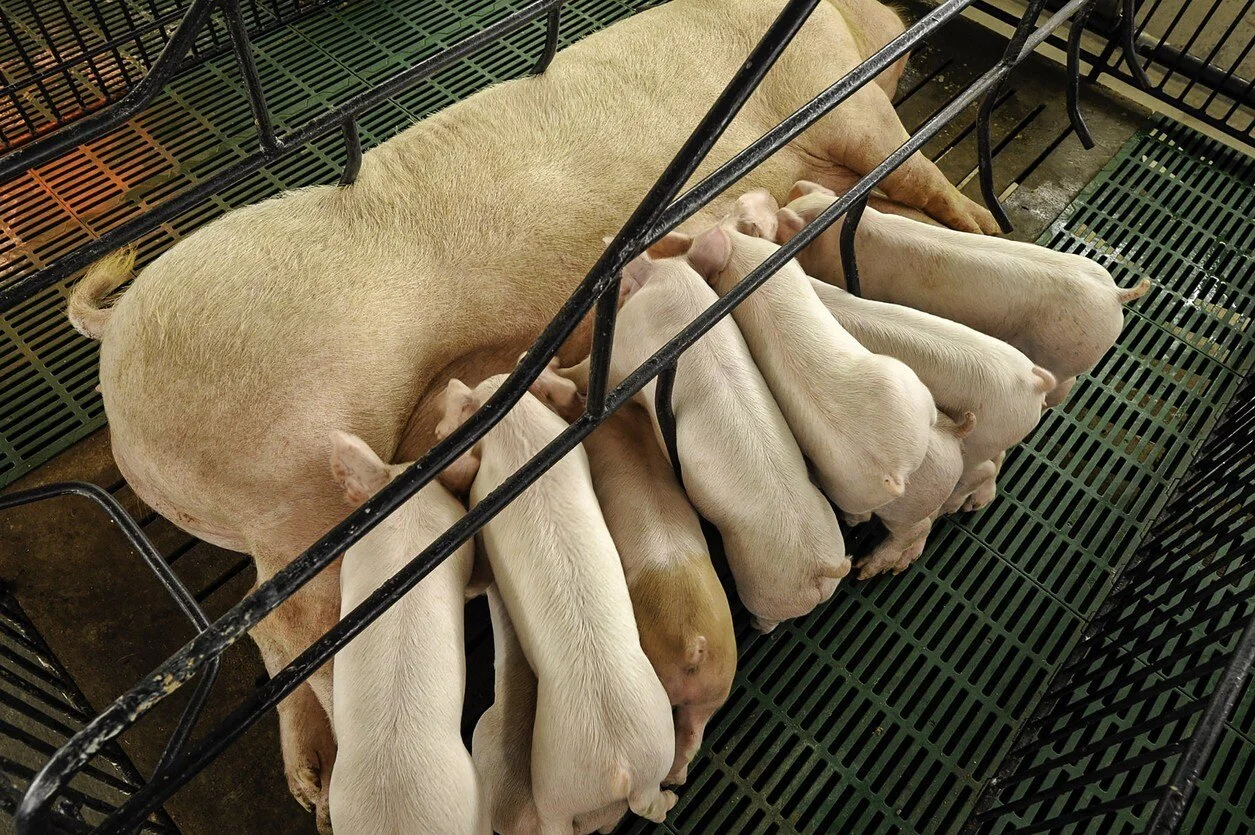 How a New Corporate Model in Hog Farming Puts Rural Communities at Risk