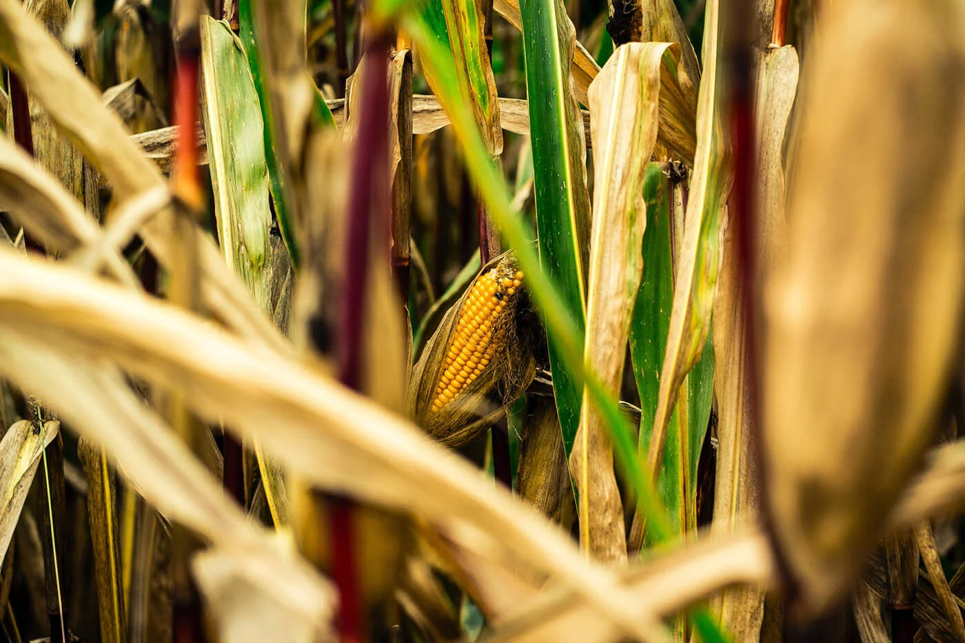 Bayer-Monsanto Deal Closes as Farmers Warn of Higher Prices and Less Resiliency
