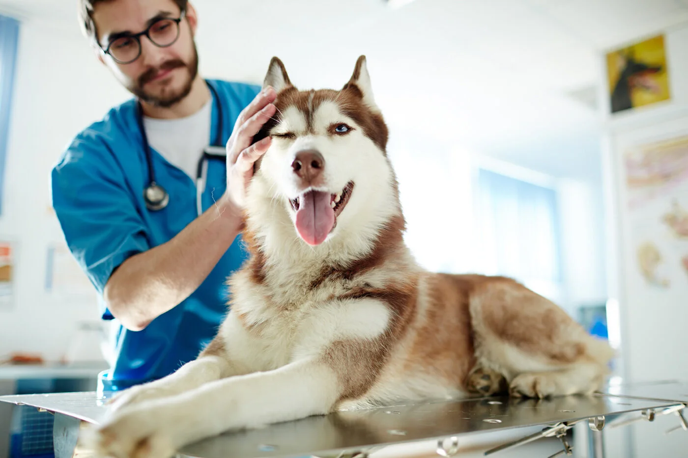 Mars Buys Another Veterinary Network, as a Candy-Company Turned Pet Care Giant Furthers its Influence Over Animal Health